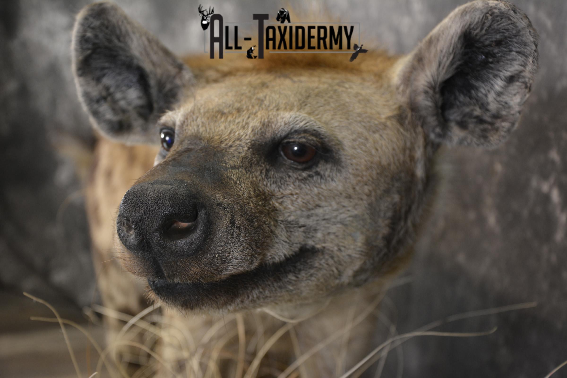 XL African Spotted Hyena taxidermy mount for sale SKU 2121 - Image 4