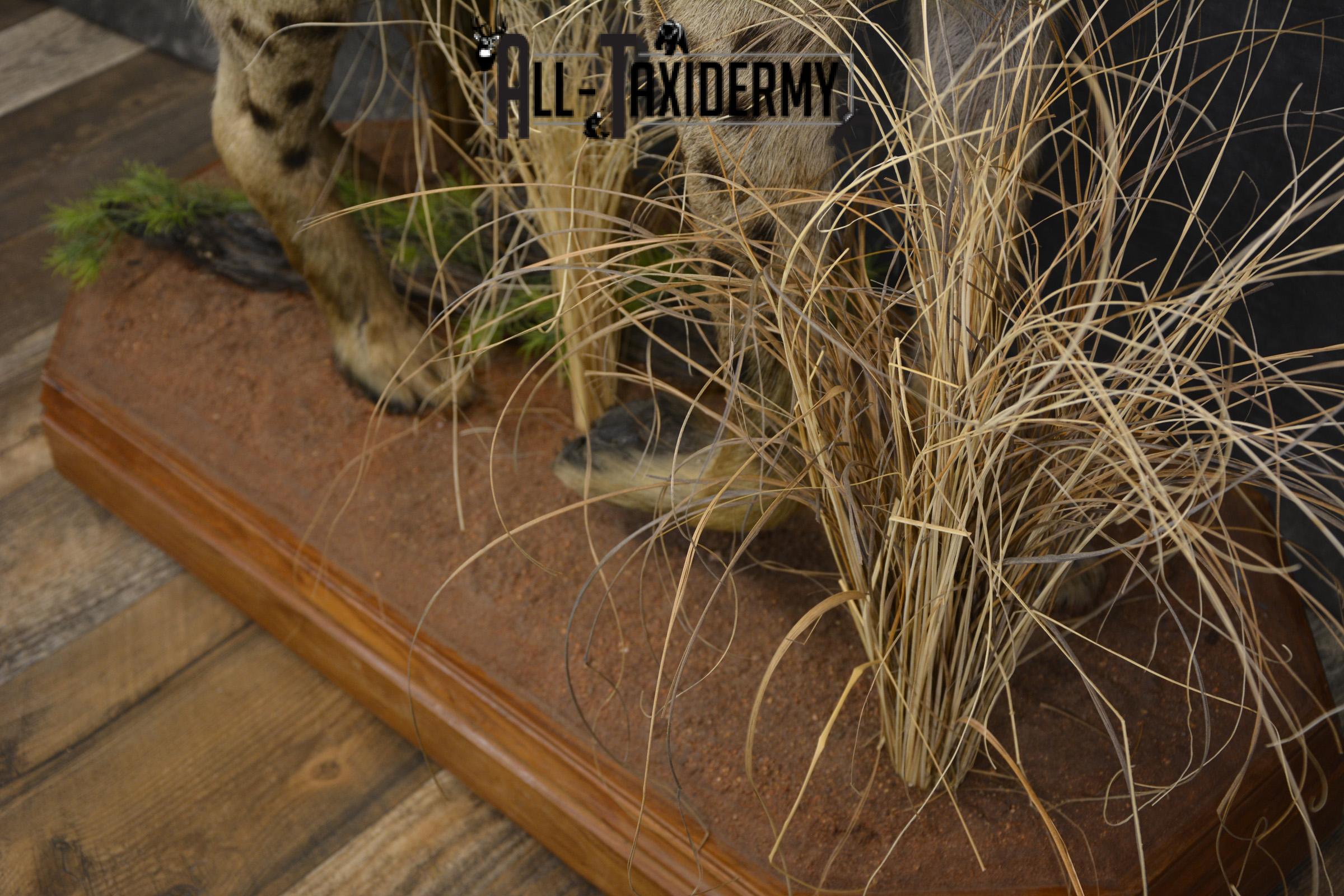 XL African Spotted Hyena taxidermy mount for sale SKU 2121 - Image 3