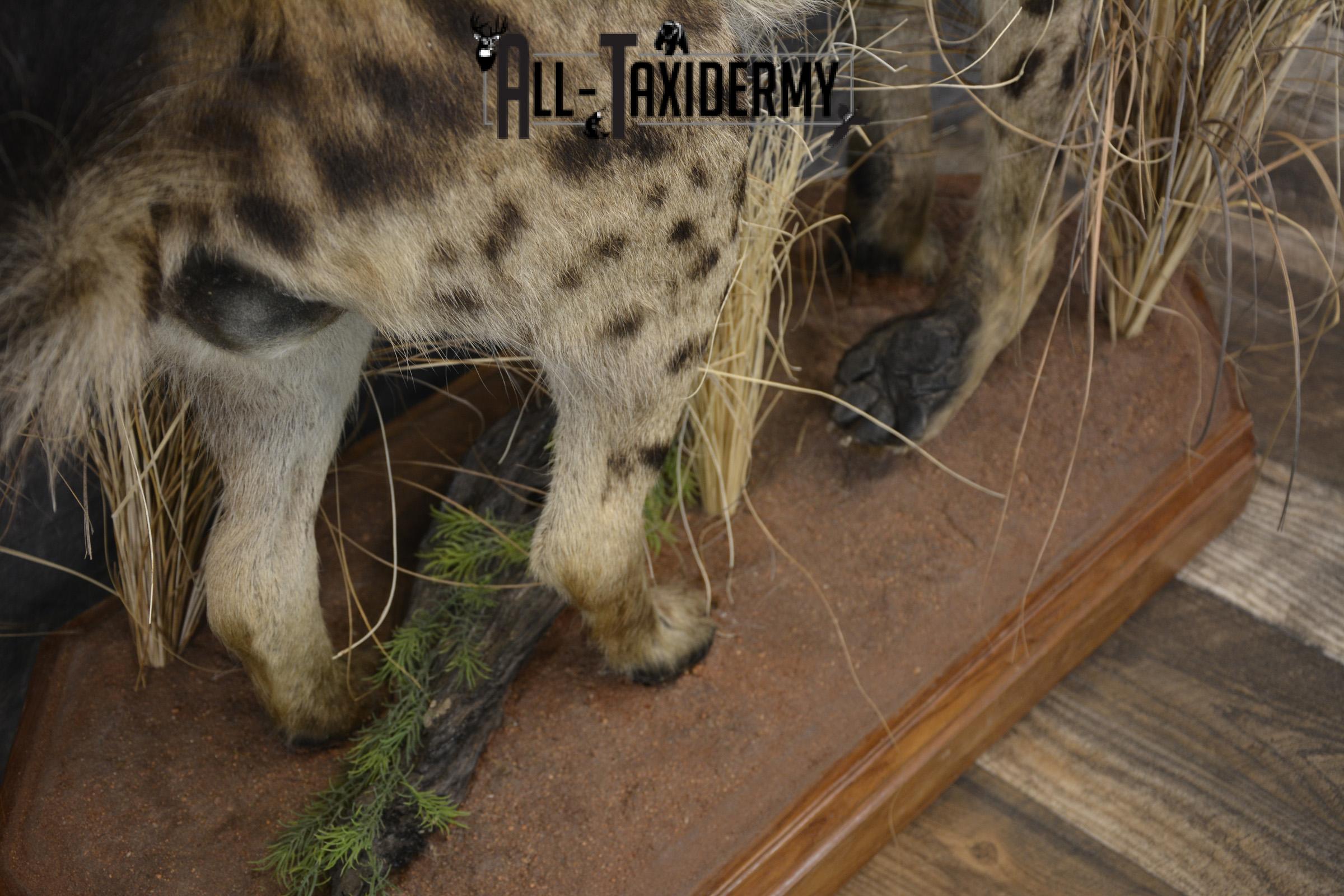 XL African Spotted Hyena taxidermy mount for sale SKU 2121 - Image 2