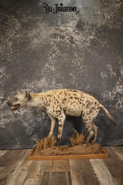 XL African Spotted full body Hyena taxidermy mount for sale SKU 2124