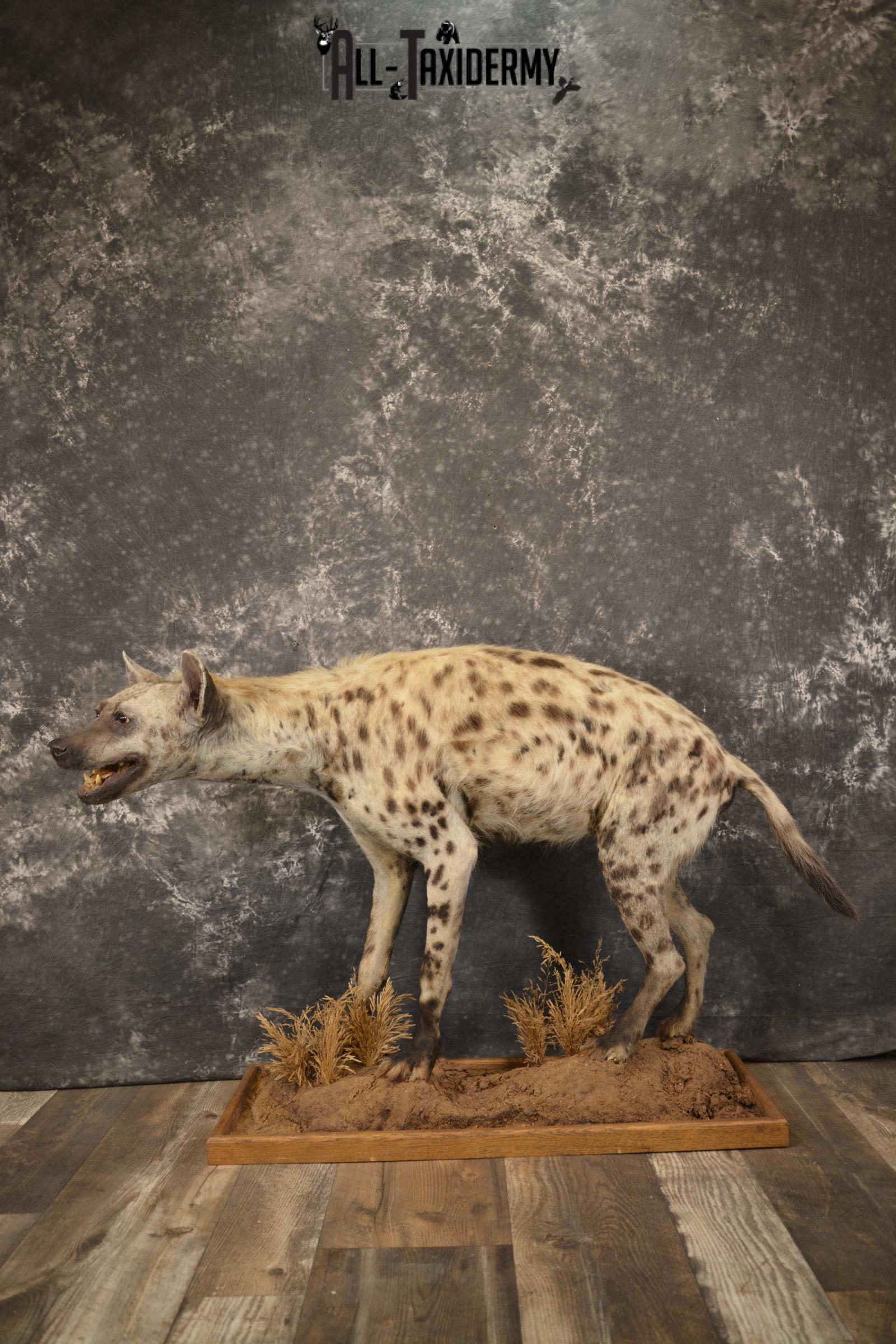 XL African Spotted full body Hyena taxidermy mount for sale SKU 2124