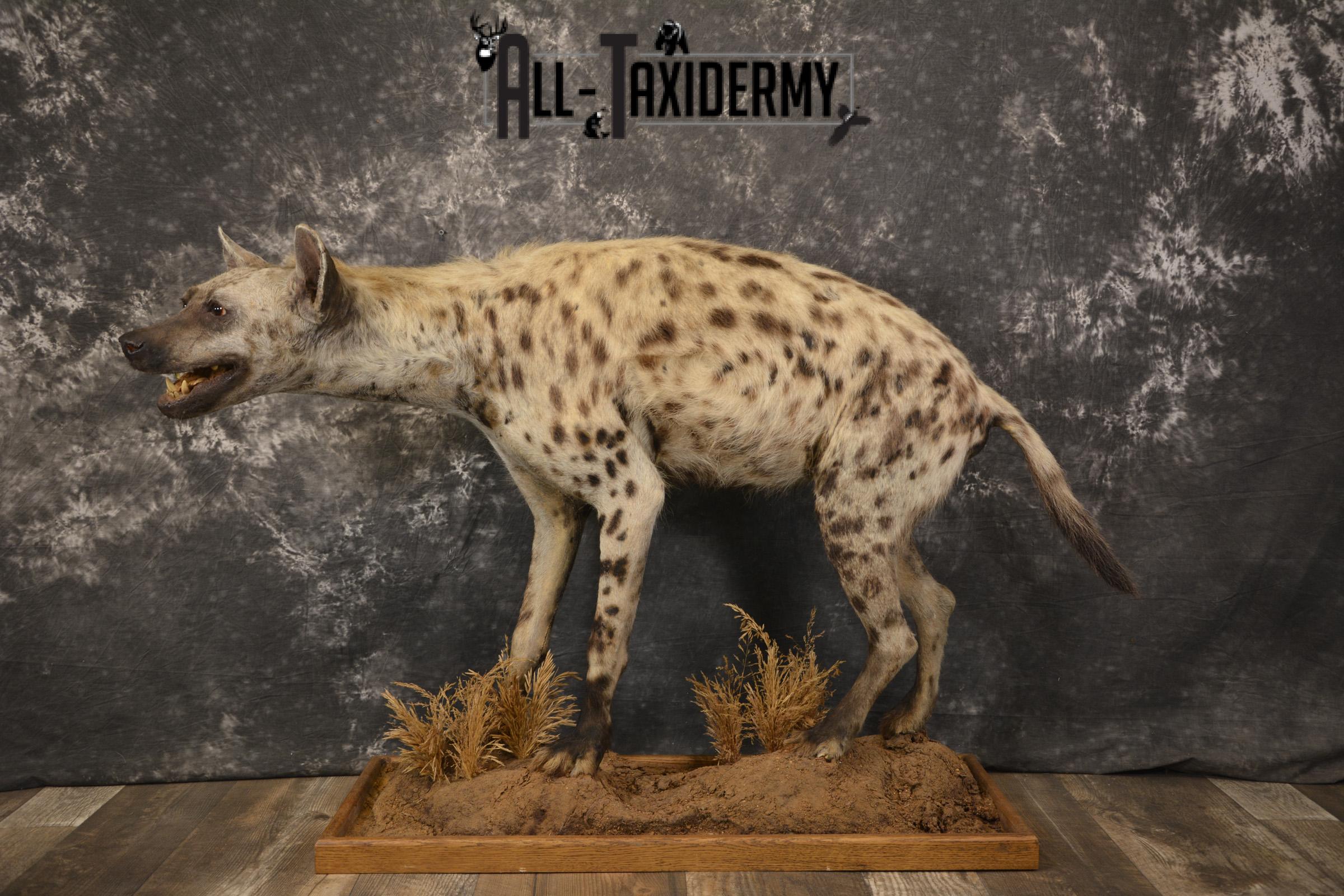 XL African Spotted full body Hyena taxidermy mount for sale SKU 2124 - Image 10