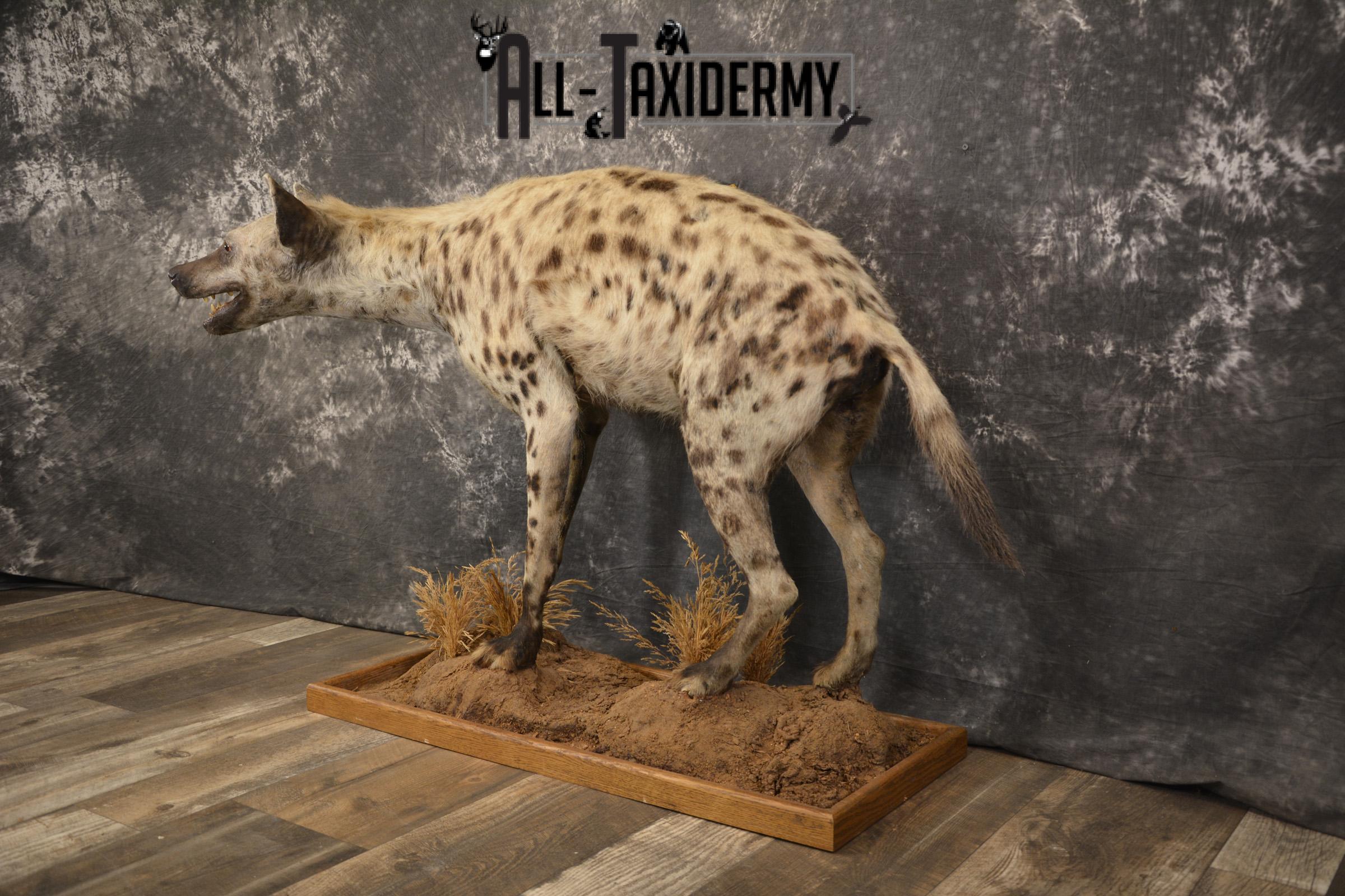 XL African Spotted full body Hyena taxidermy mount for sale SKU 2124 - Image 9