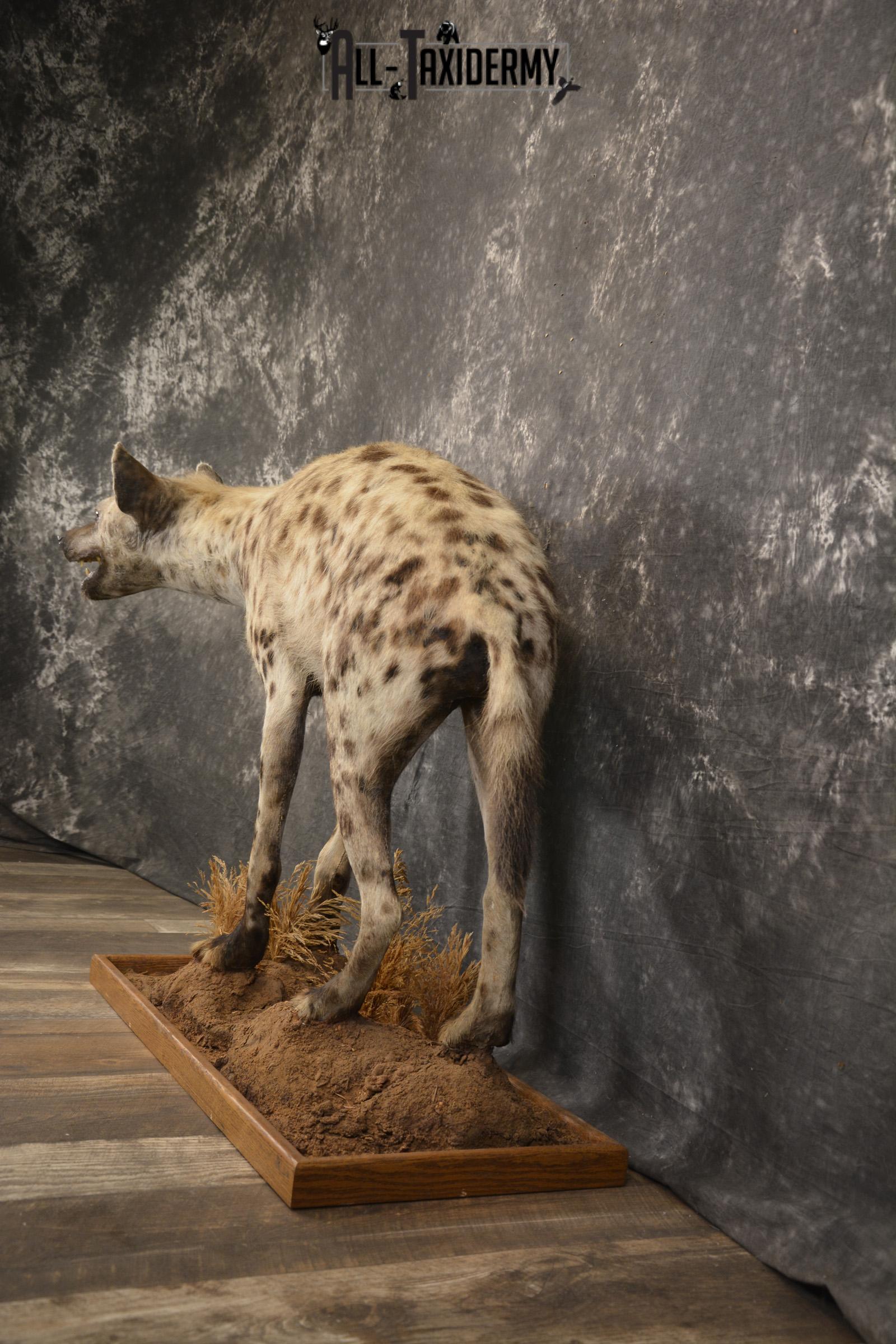 XL African Spotted full body Hyena taxidermy mount for sale SKU 2124 - Image 8