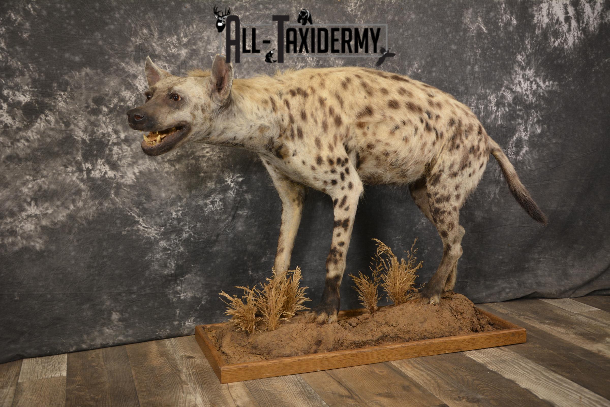 XL African Spotted full body Hyena taxidermy mount for sale SKU 2124 - Image 7