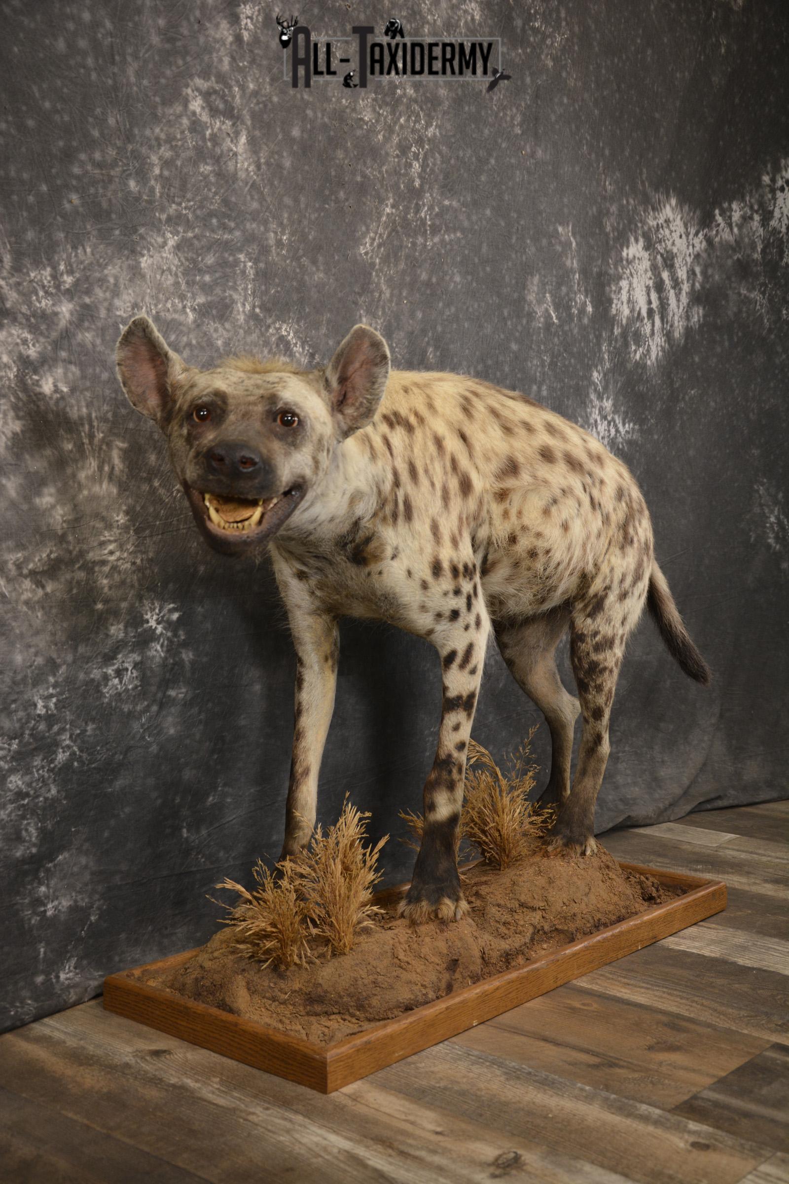 XL African Spotted full body Hyena taxidermy mount for sale SKU 2124 - Image 6