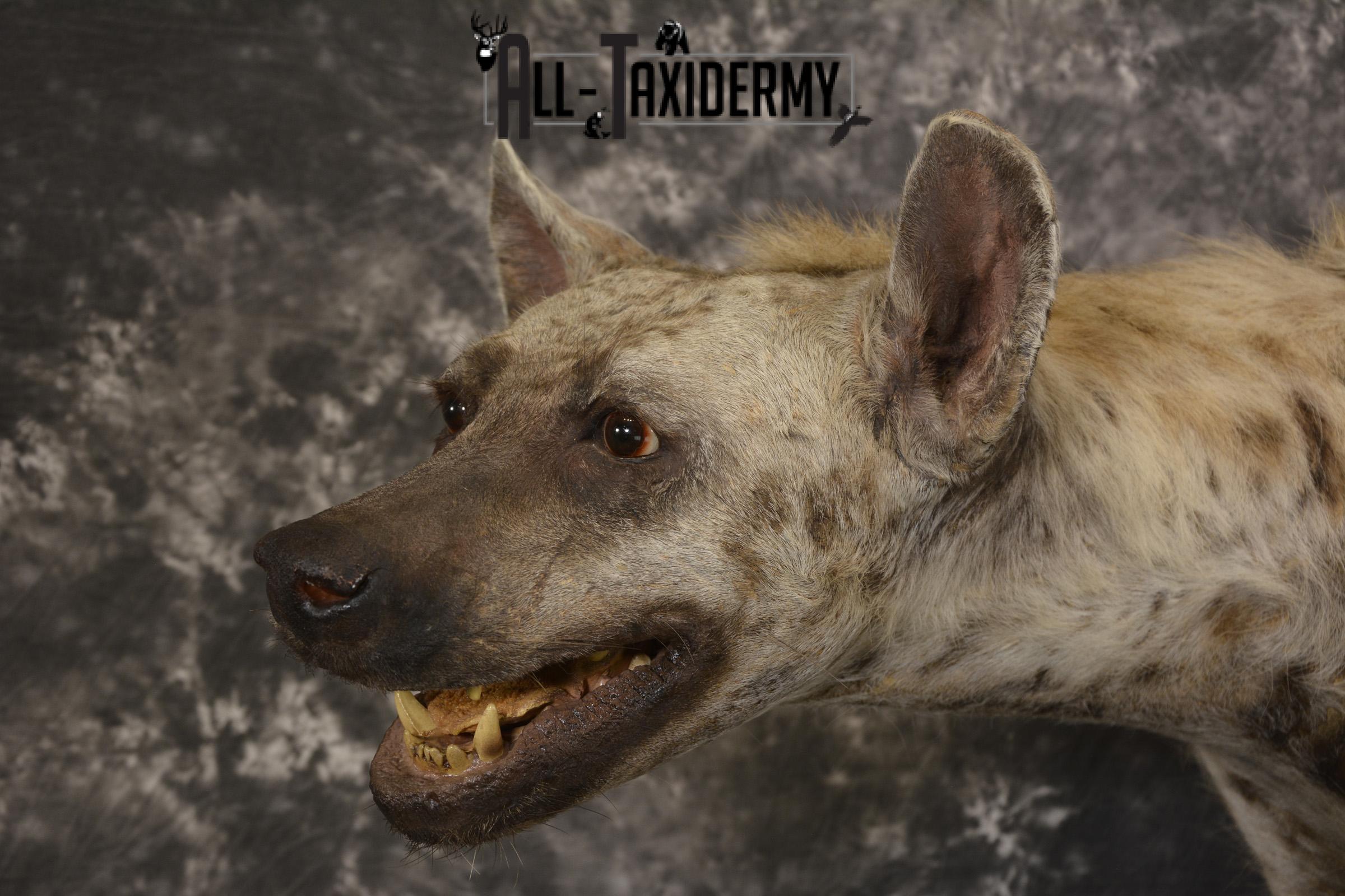 XL African Spotted full body Hyena taxidermy mount for sale SKU 2124 - Image 5