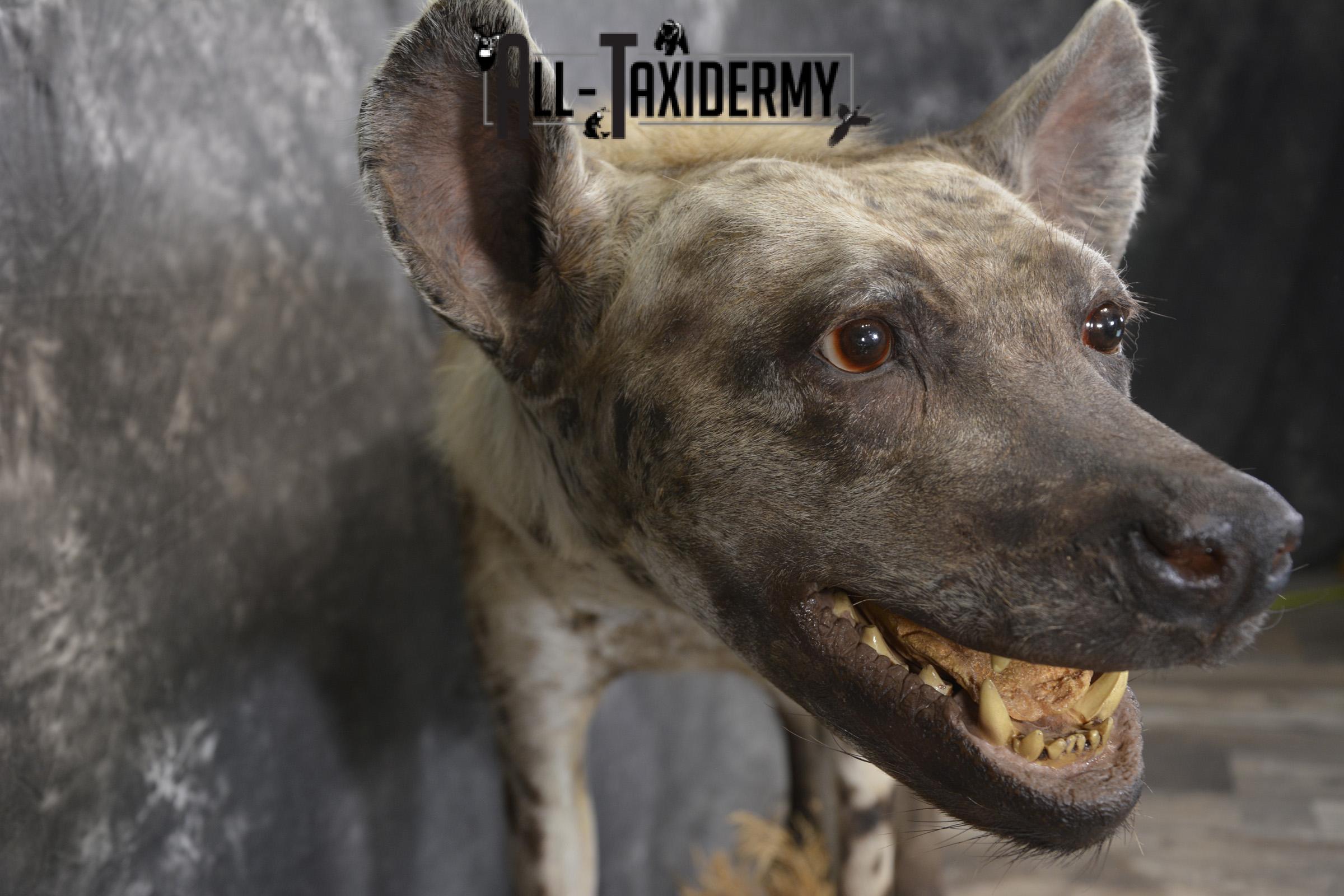 XL African Spotted full body Hyena taxidermy mount for sale SKU 2124 - Image 4