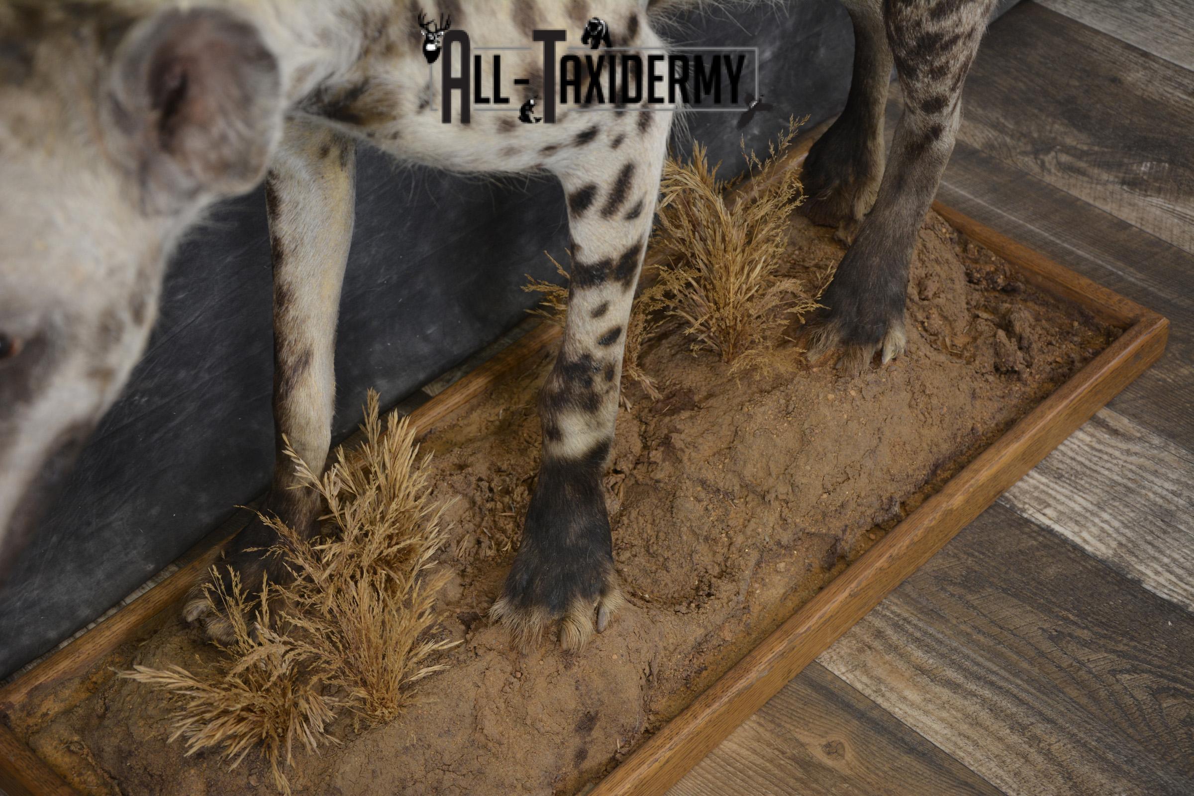 XL African Spotted full body Hyena taxidermy mount for sale SKU 2124 - Image 3