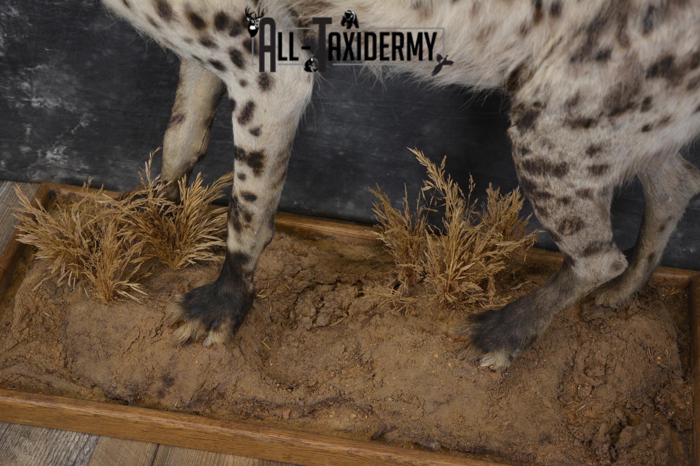 XL African Spotted full body Hyena taxidermy mount for sale SKU 2124 - Image 2