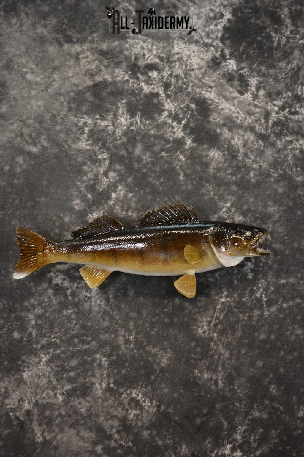 24" Walleye taxidermy fish mount for sale SKU 2129 All Taxidermy