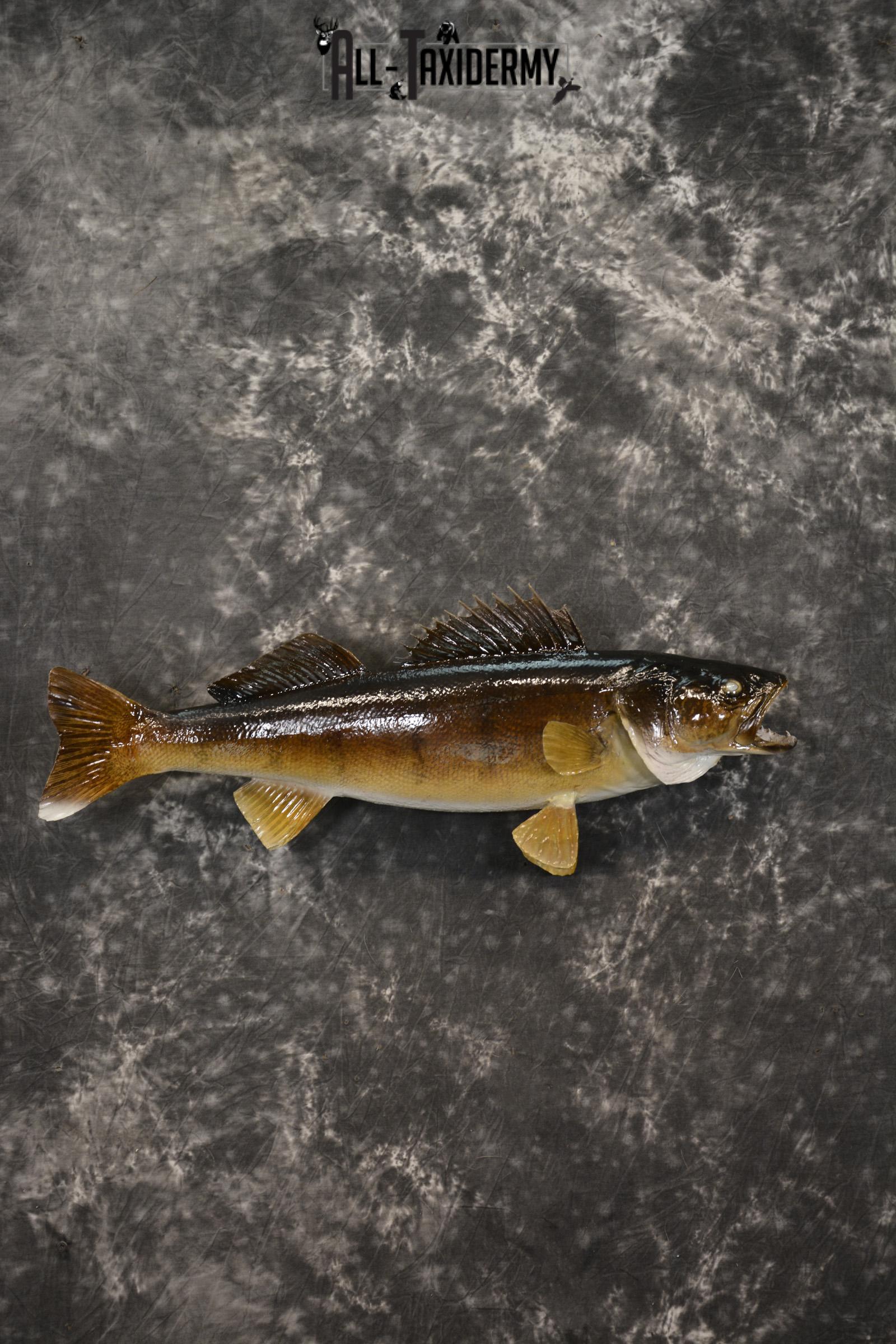 24" Walleye taxidermy fish mount for sale SKU 2129