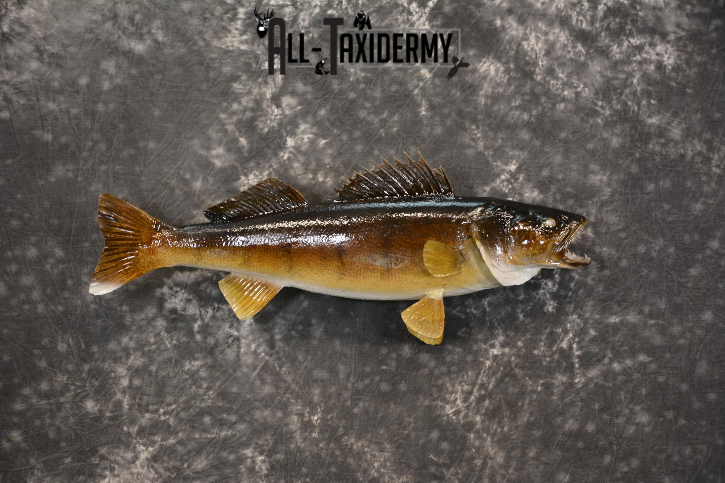 24" Walleye taxidermy fish mount for sale SKU 2129 - Image 8
