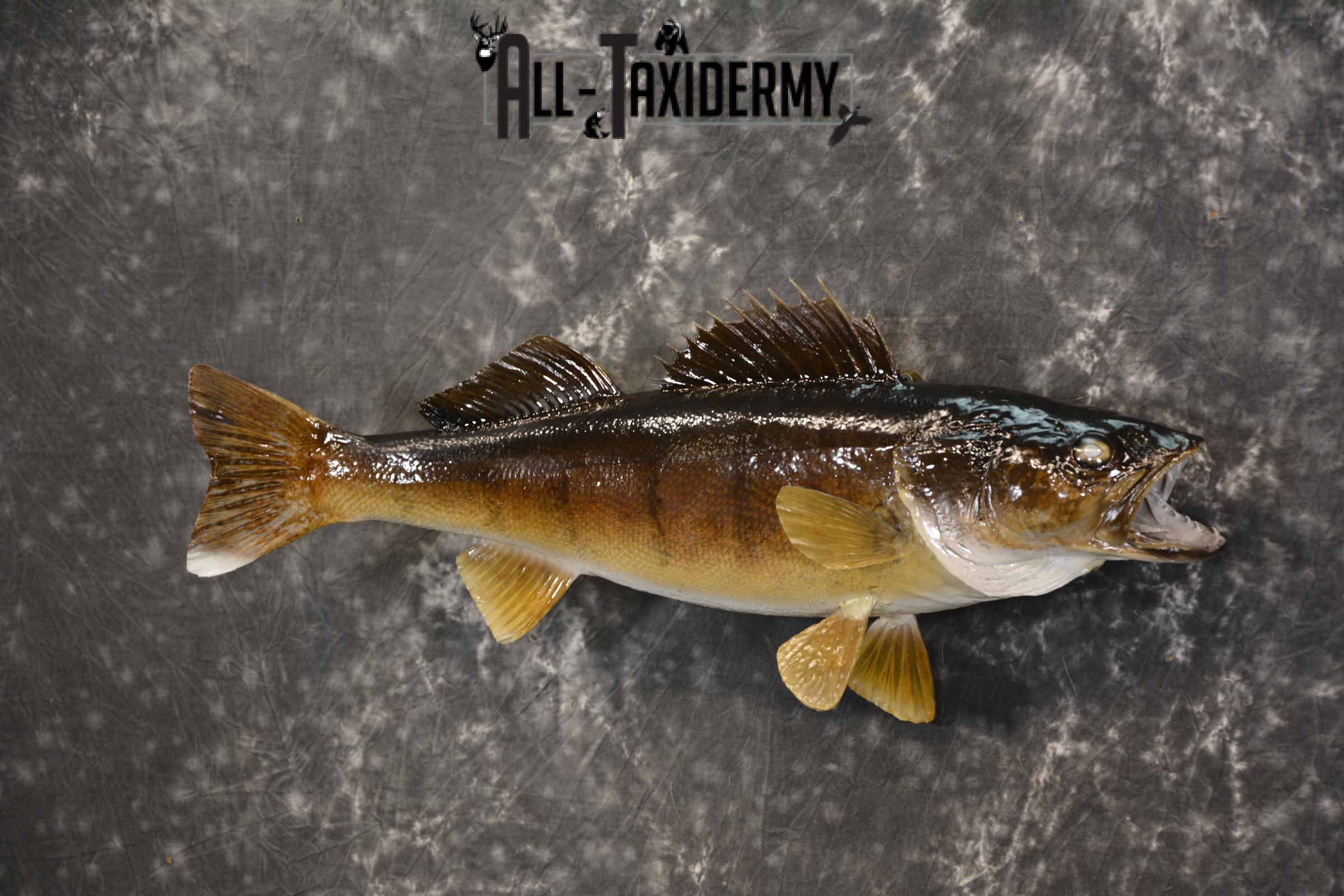 24" Walleye taxidermy fish mount for sale SKU 2129 - Image 7
