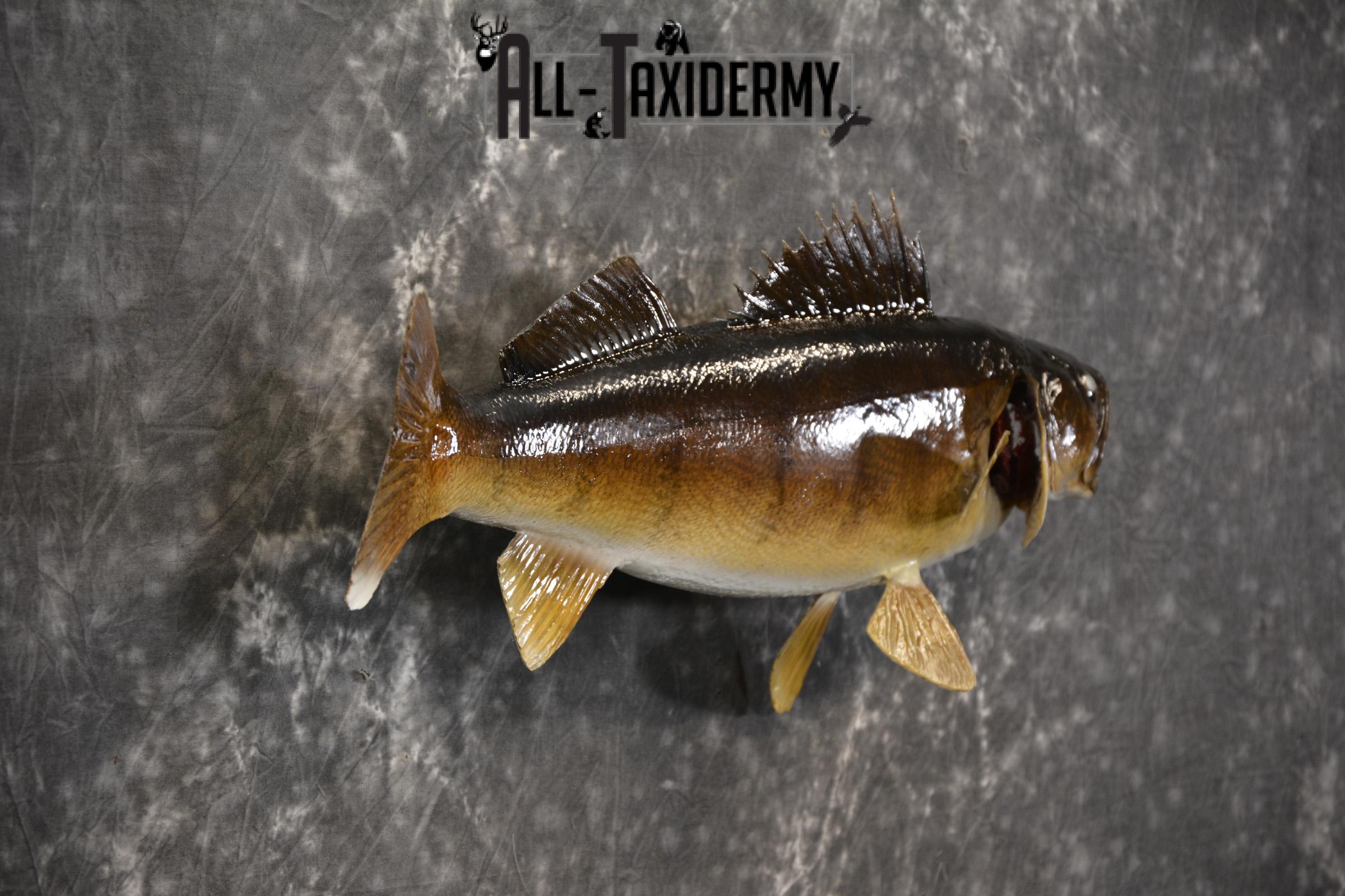 24" Walleye taxidermy fish mount for sale SKU 2129 - Image 4
