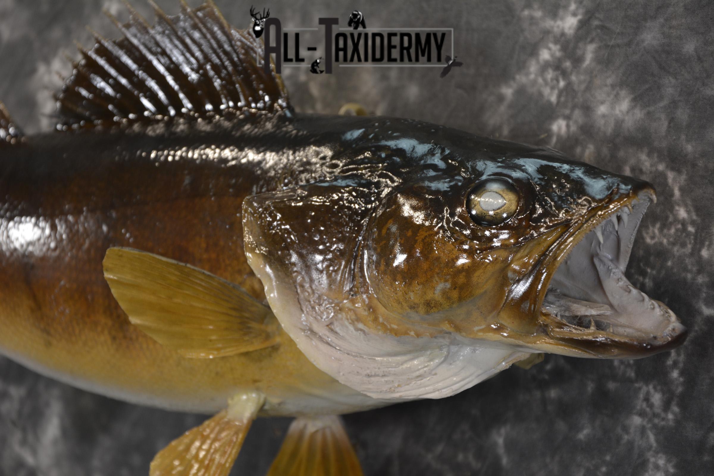24" Walleye taxidermy fish mount for sale SKU 2129 - Image 3