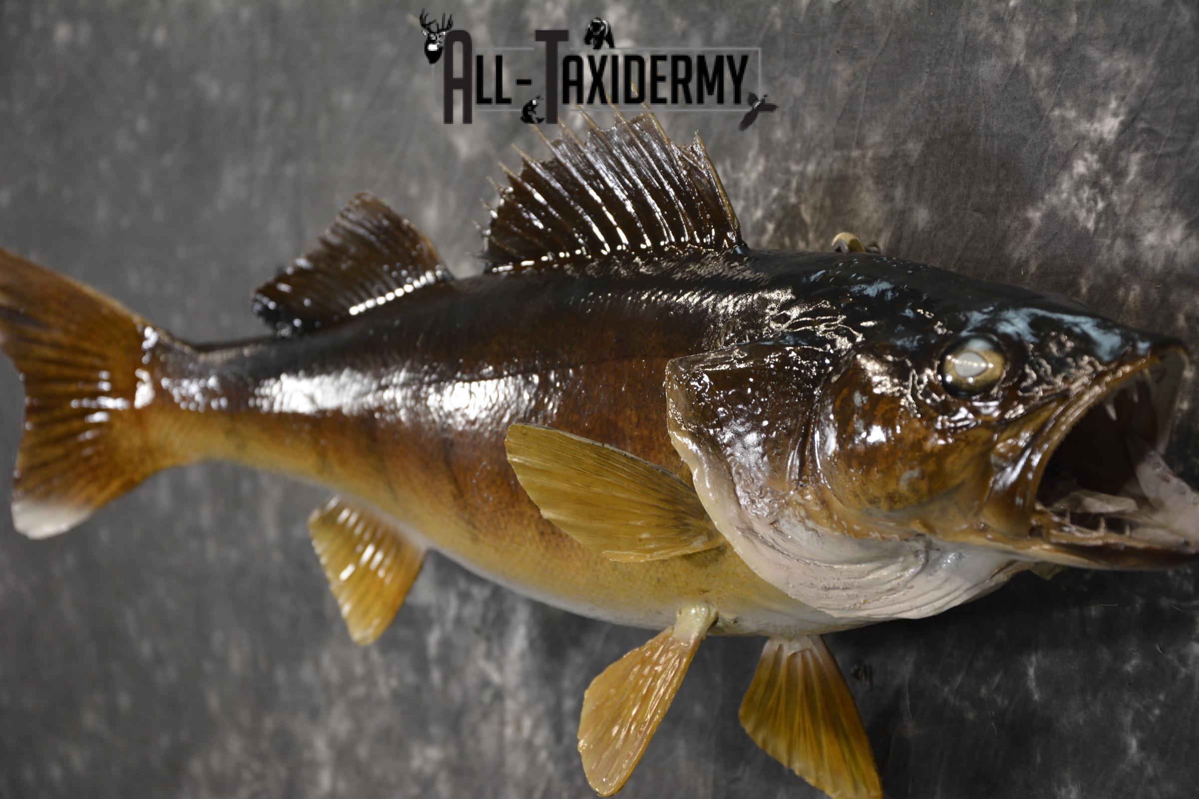24" Walleye taxidermy fish mount for sale SKU 2129 - Image 2