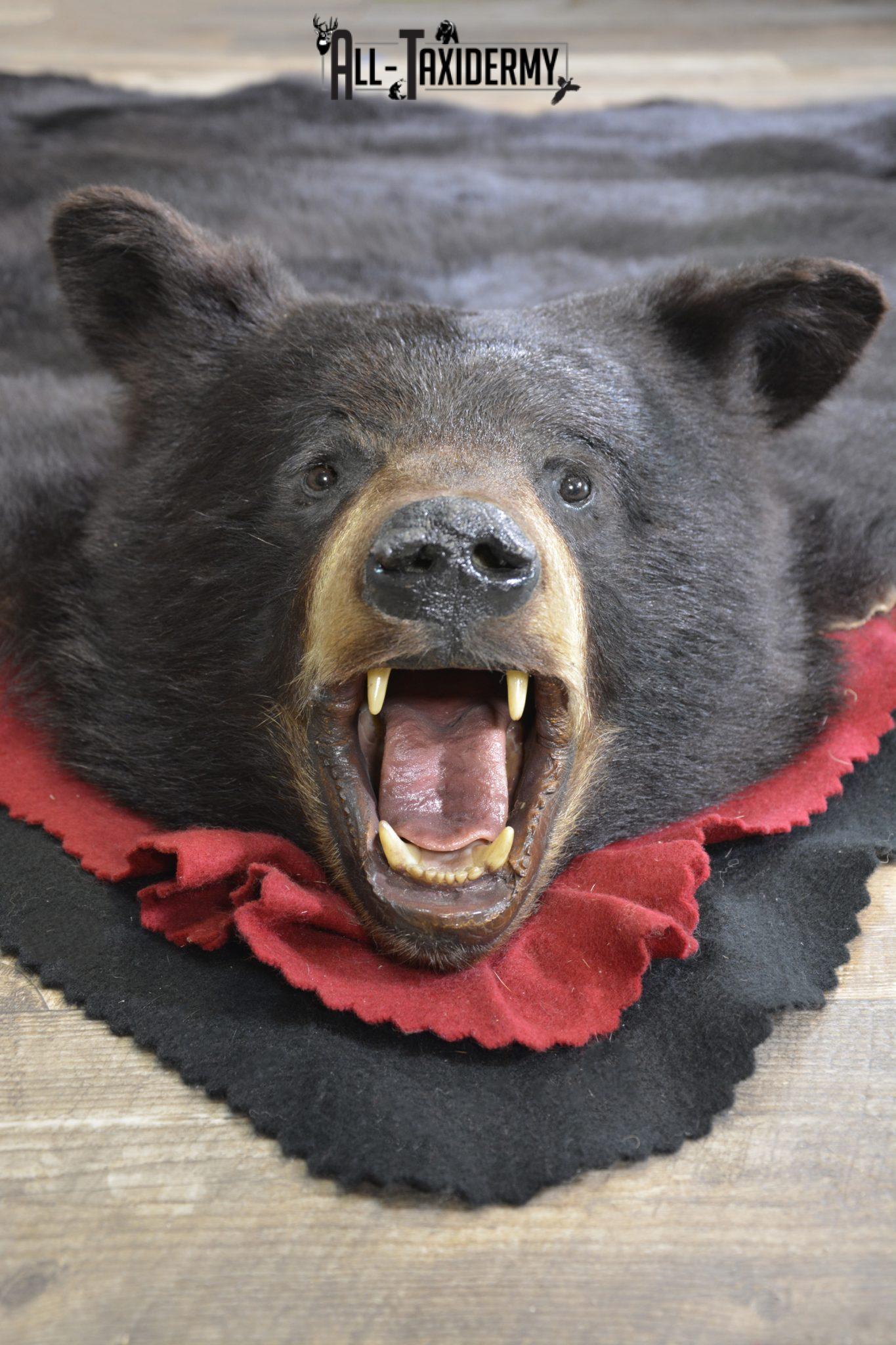 Bear Rugs - All Taxidermy