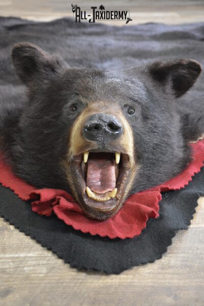 XL Black bear taxidermy rug for sale SKU 2116