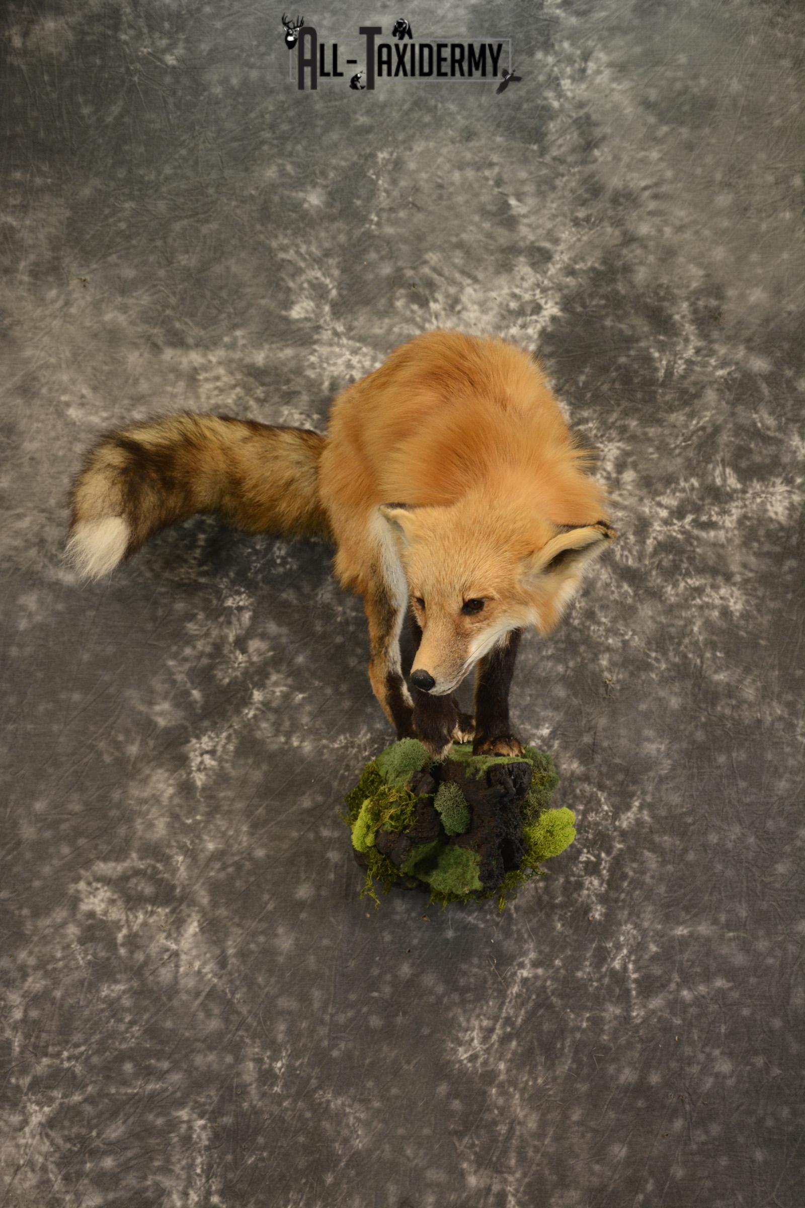 Red Fox taxidermy mount for sale SKU 2112 - Image 9