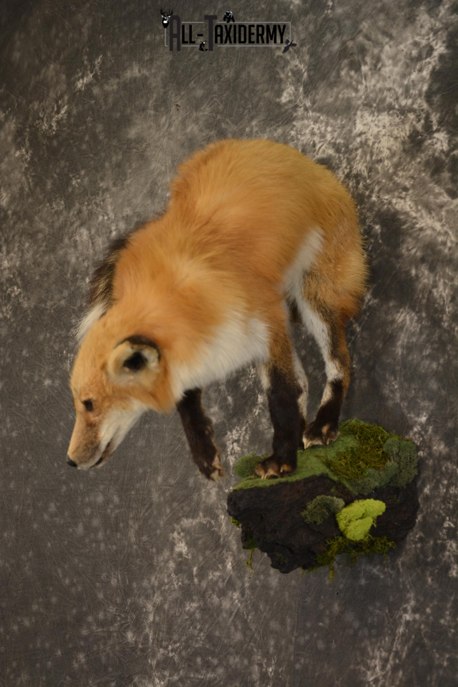 Red Fox taxidermy mount for sale SKU 2112 - Image 8