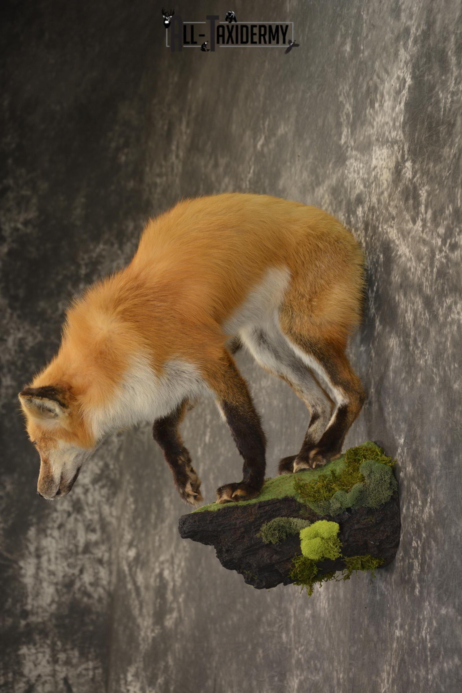 Red Fox taxidermy mount for sale SKU 2112 - Image 7