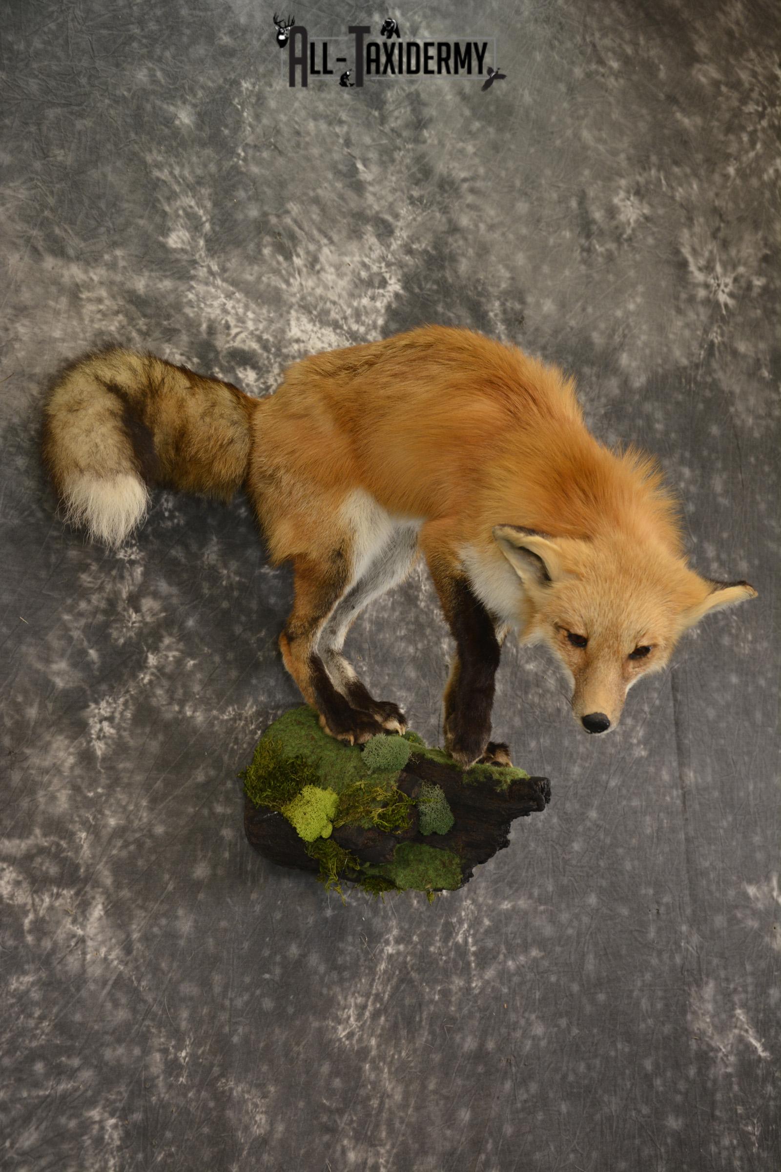 Red Fox taxidermy mount for sale SKU 2112 - Image 6