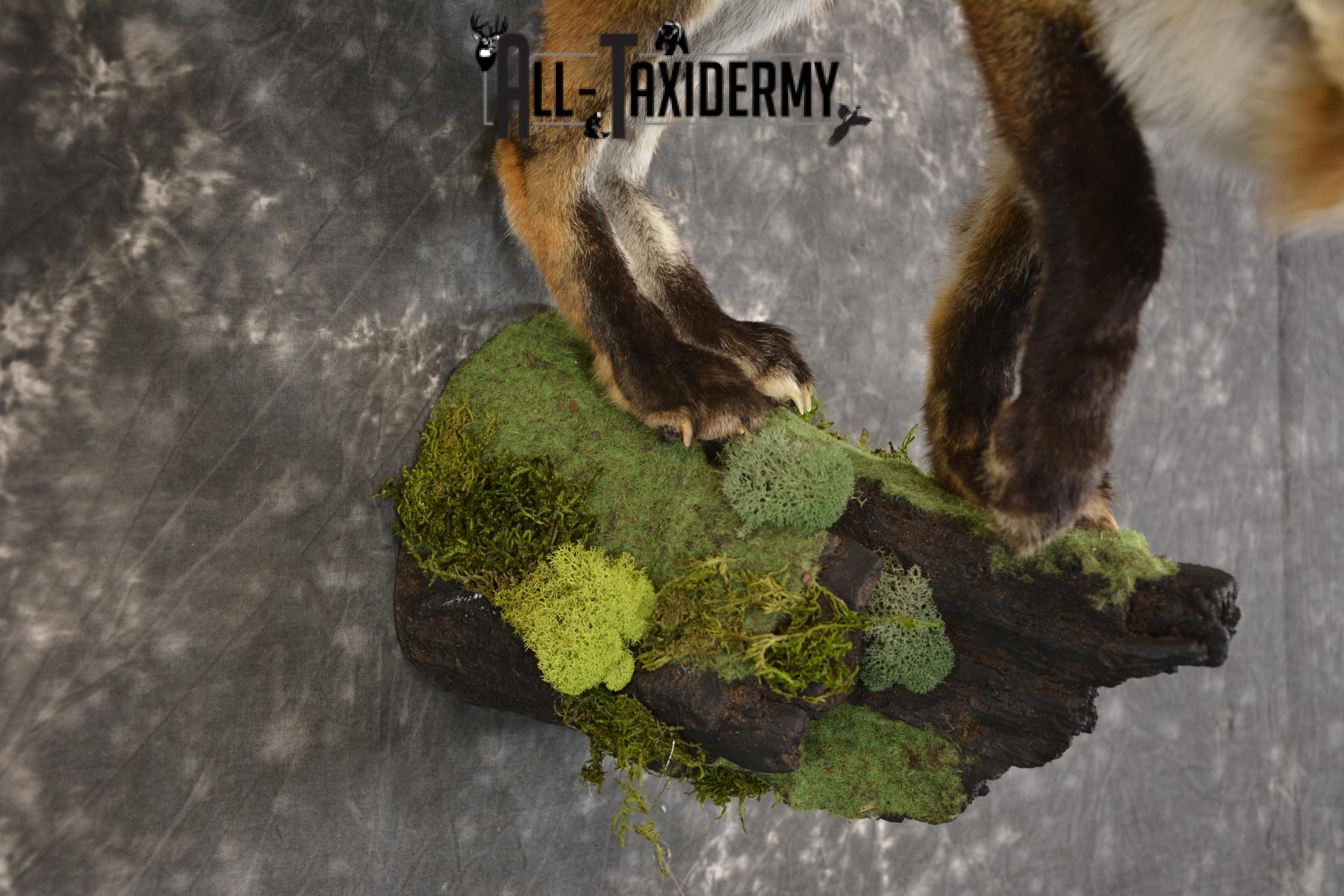 Red Fox taxidermy mount for sale SKU 2112 - Image 4