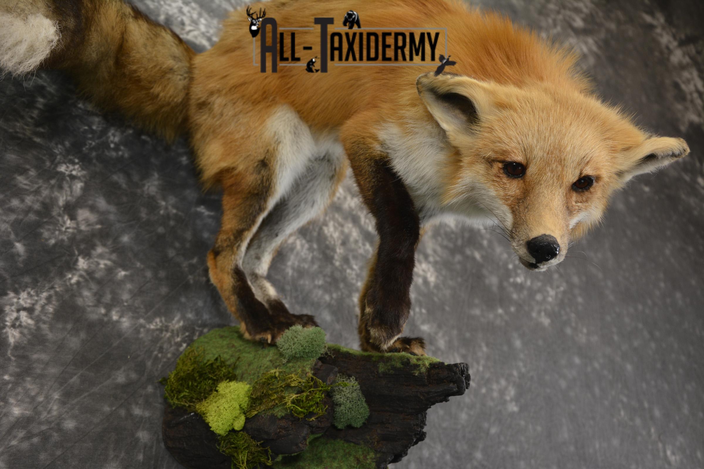 Red Fox taxidermy mount for sale SKU 2112 - Image 3