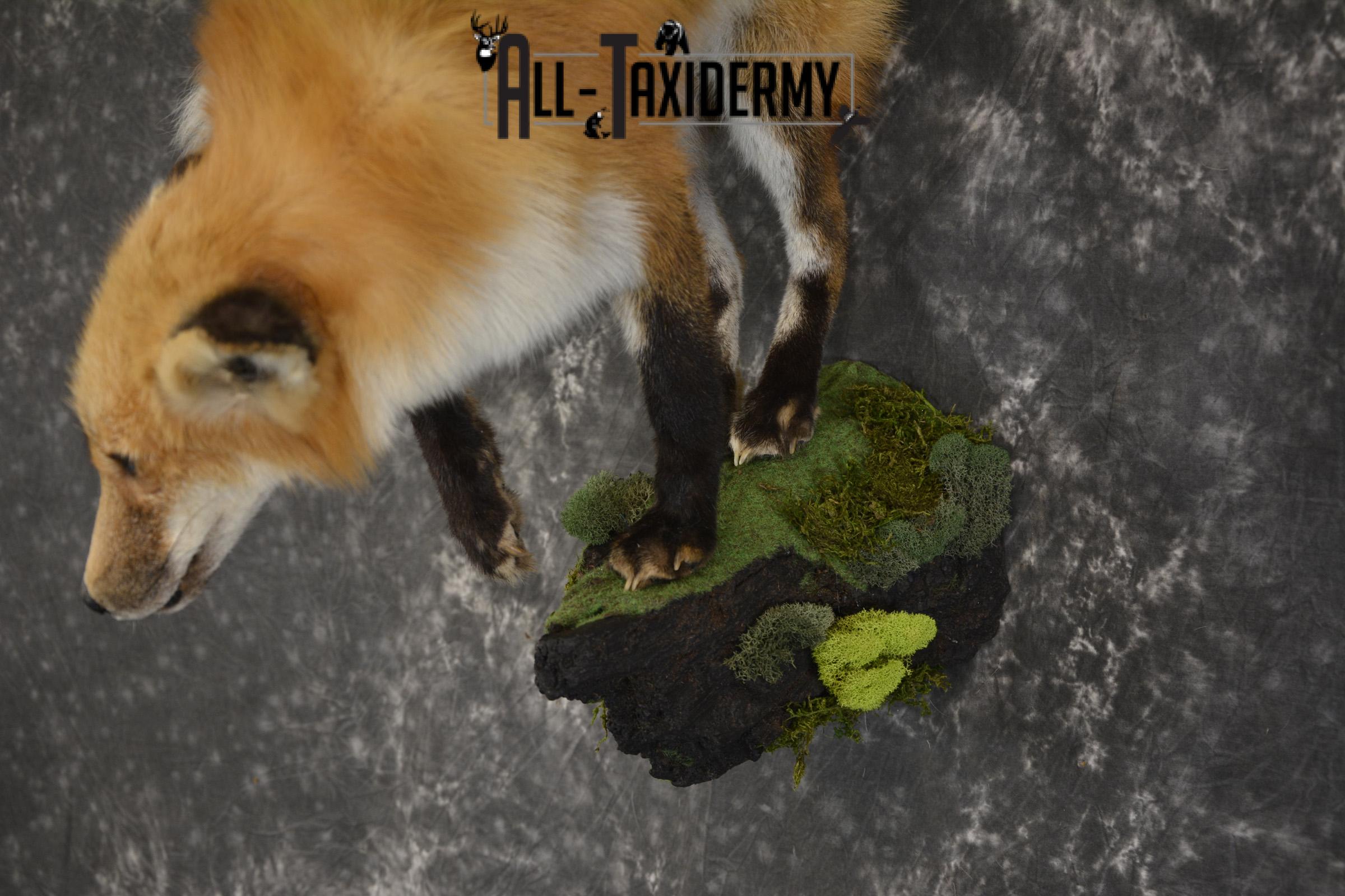 Red Fox taxidermy mount for sale SKU 2112 - Image 2