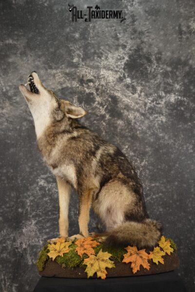 Howling coyote taxidermy mount for sale SKU 2114