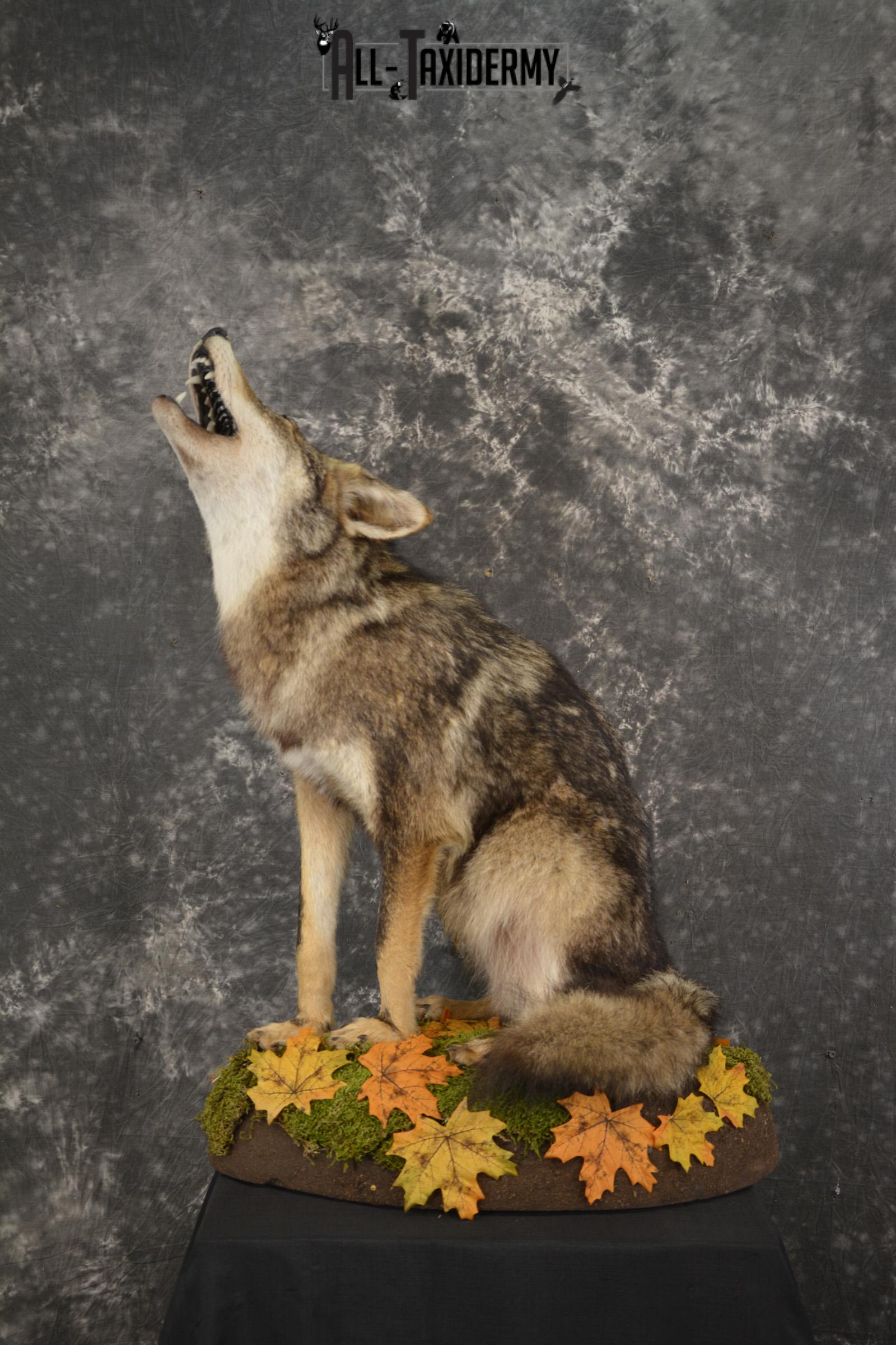 Howling coyote taxidermy mount for sale SKU 2114 - Image 12