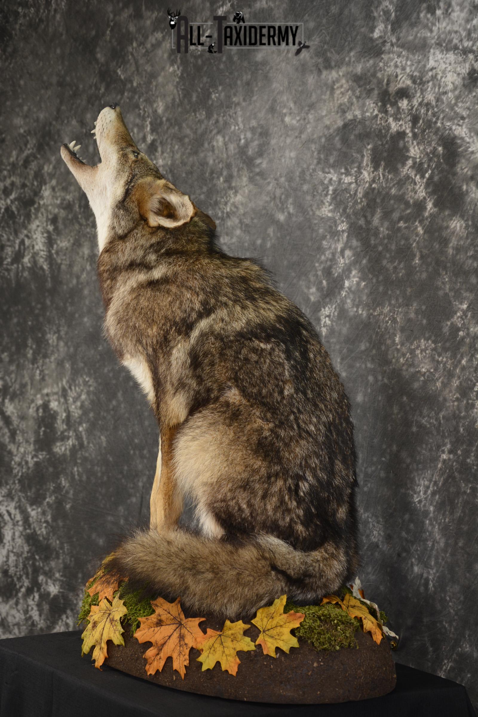 Howling coyote taxidermy mount for sale SKU 2114 - Image 11