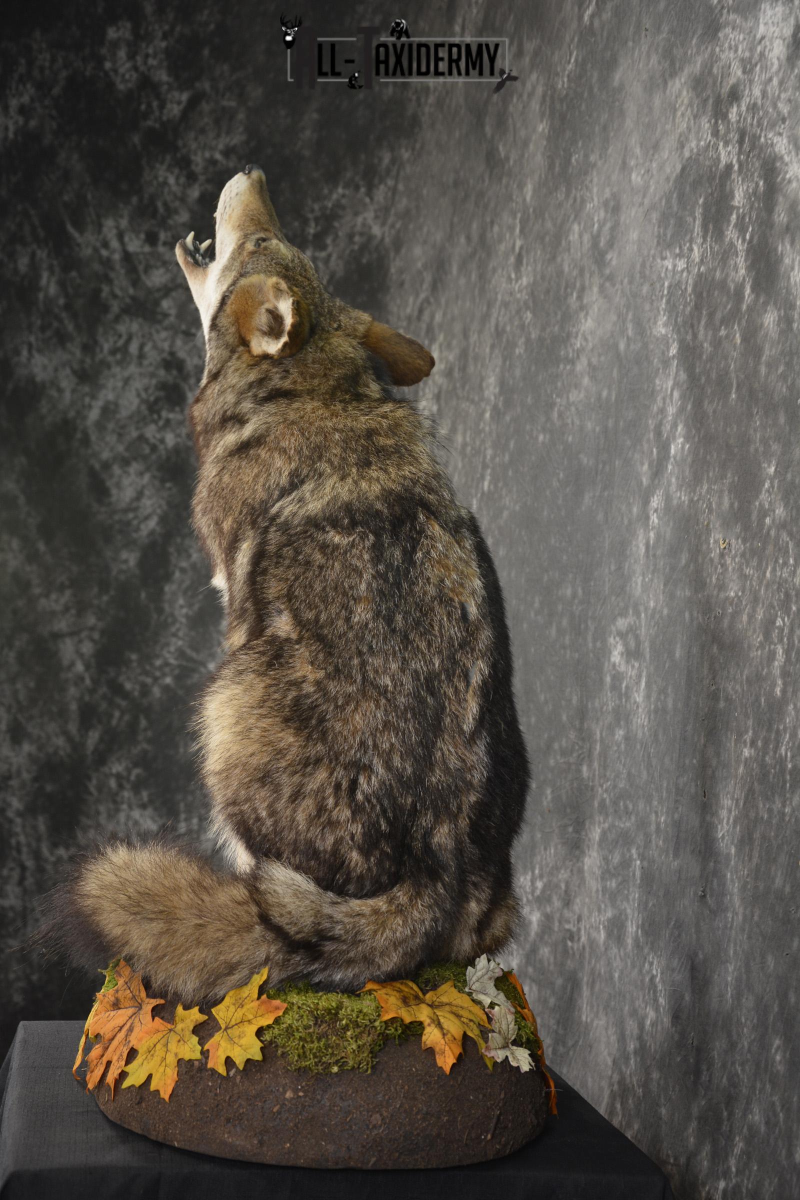 Howling coyote taxidermy mount for sale SKU 2114 - Image 10