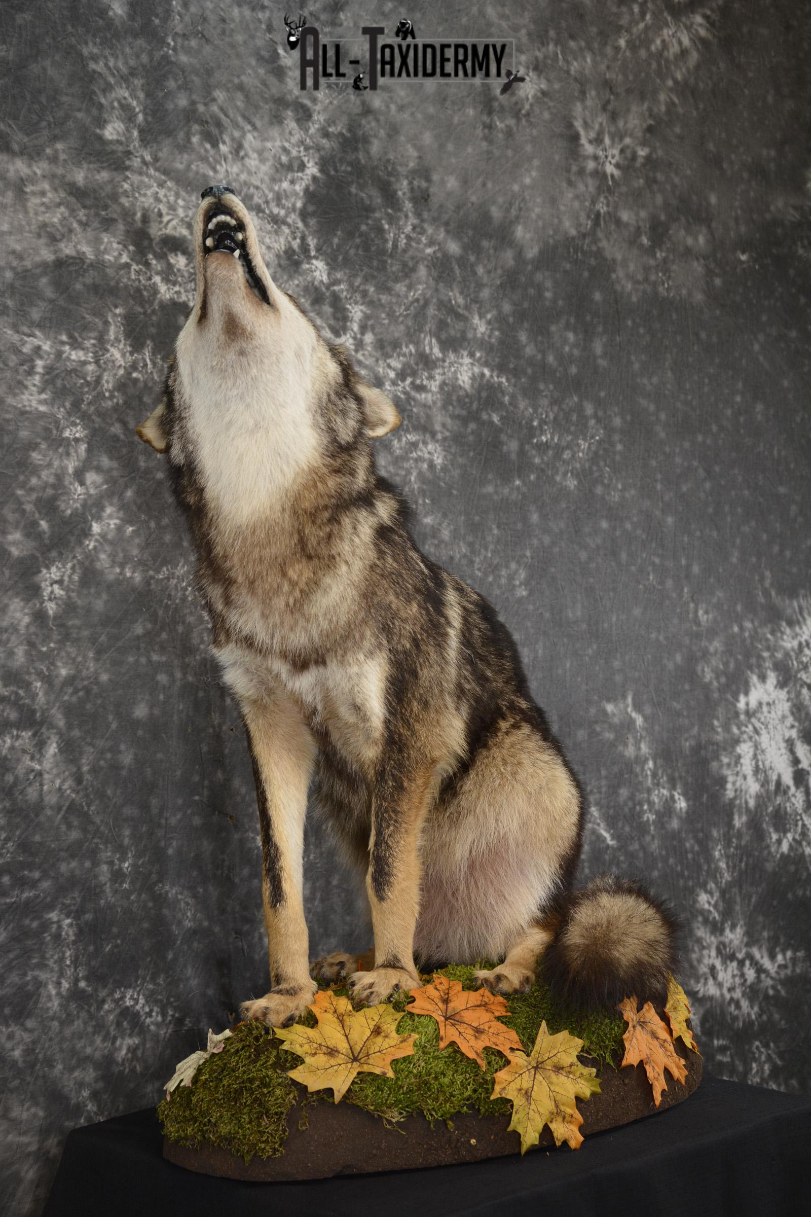 Howling coyote taxidermy mount for sale SKU 2114 - Image 9