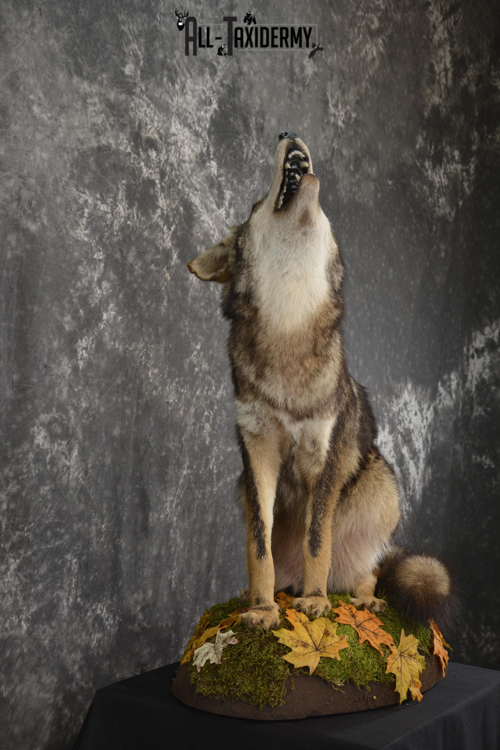 Coyote Howling Life Size Mount #13538 - The Taxidermy Store