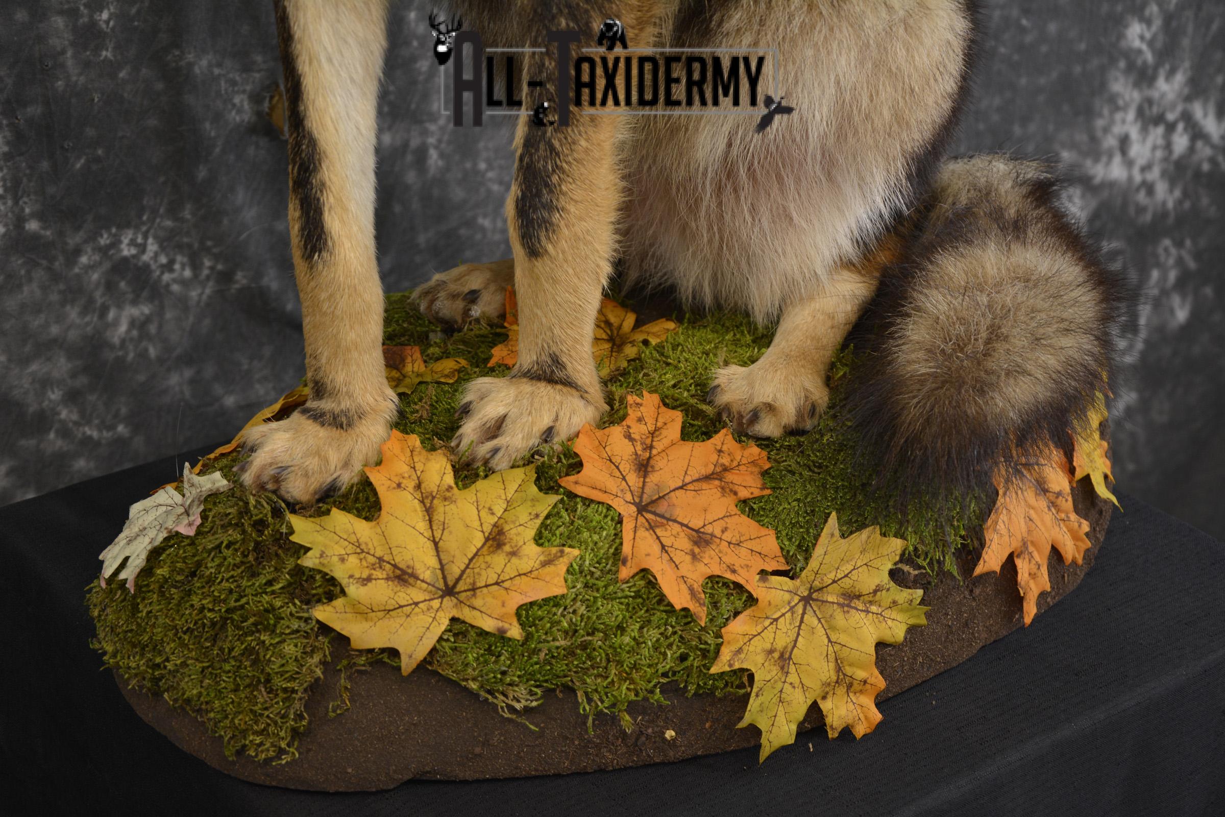 Howling coyote taxidermy mount for sale SKU 2114 - Image 7