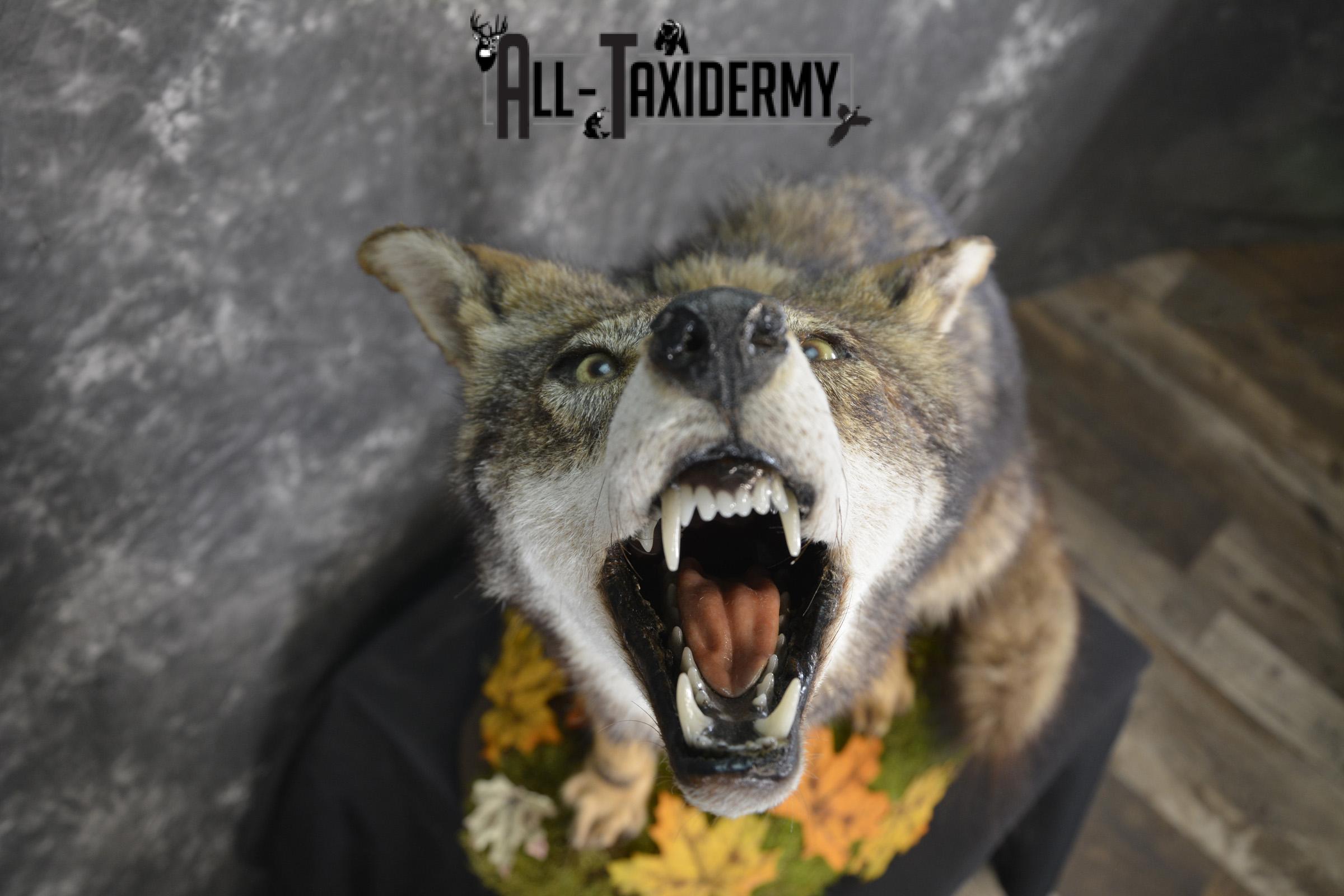 Howling coyote taxidermy mount for sale SKU 2114 - Image 6