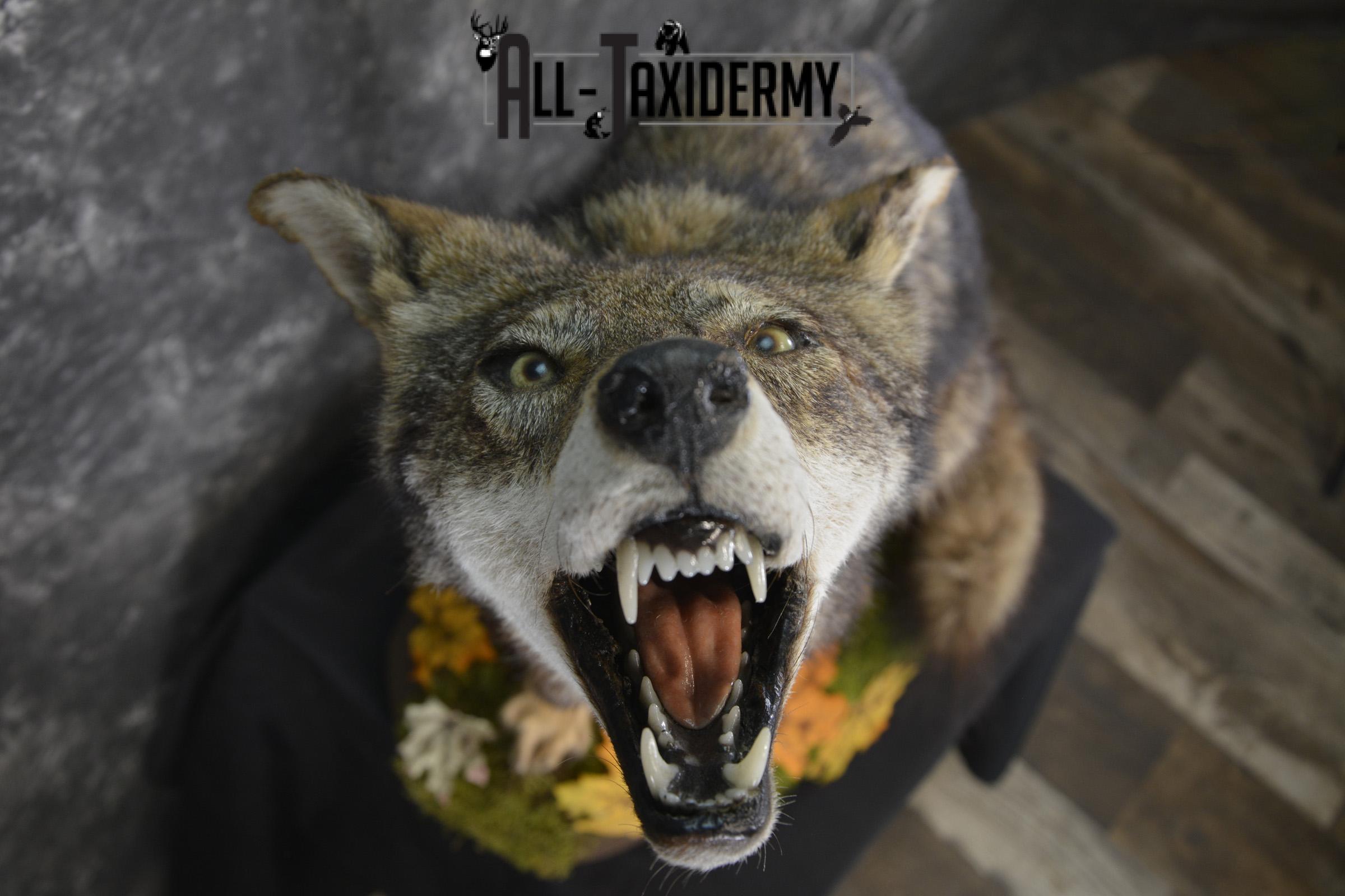 Howling coyote taxidermy mount for sale SKU 2114 - Image 5