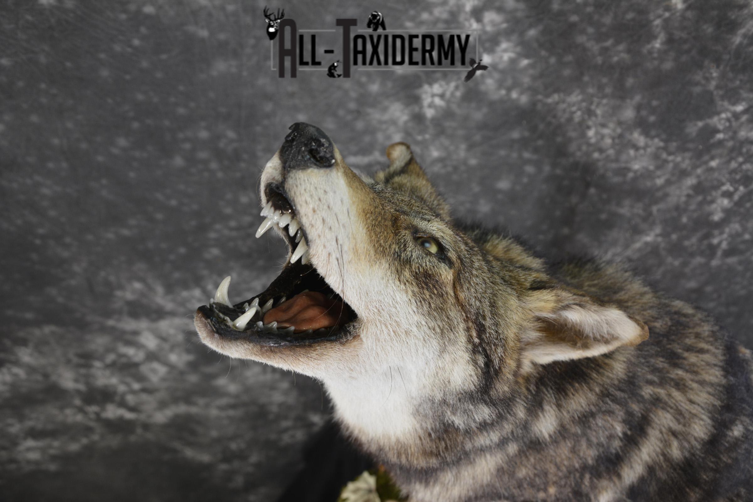 Howling coyote taxidermy mount for sale SKU 2114 - Image 4