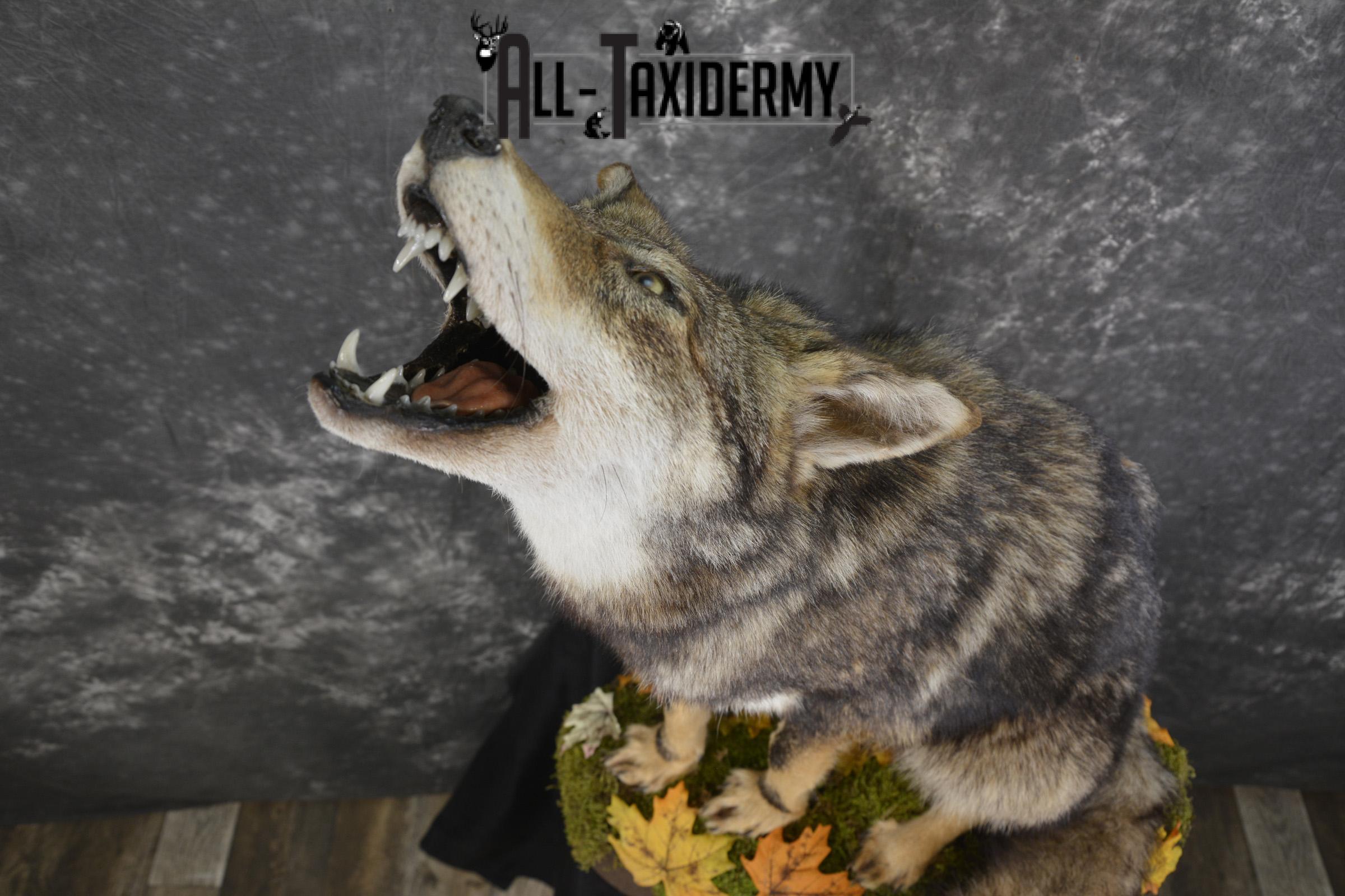 Howling coyote taxidermy mount for sale SKU 2114 - Image 3
