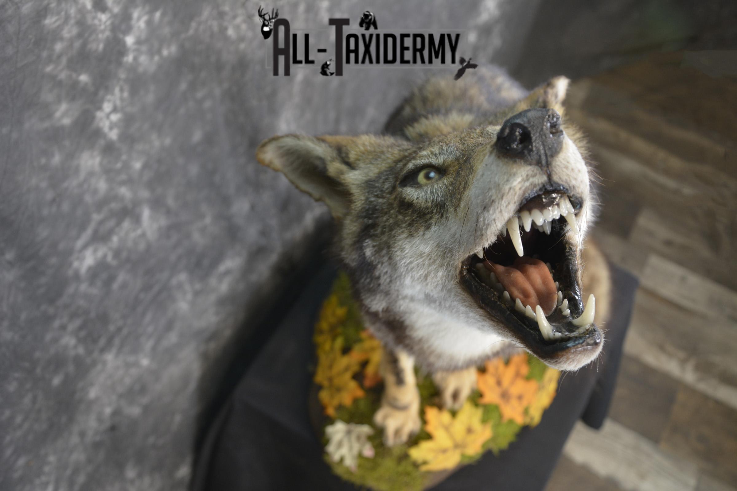 Howling coyote taxidermy mount for sale SKU 2114 - Image 2