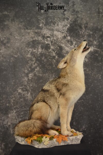 Howling Coyote Taxidermy