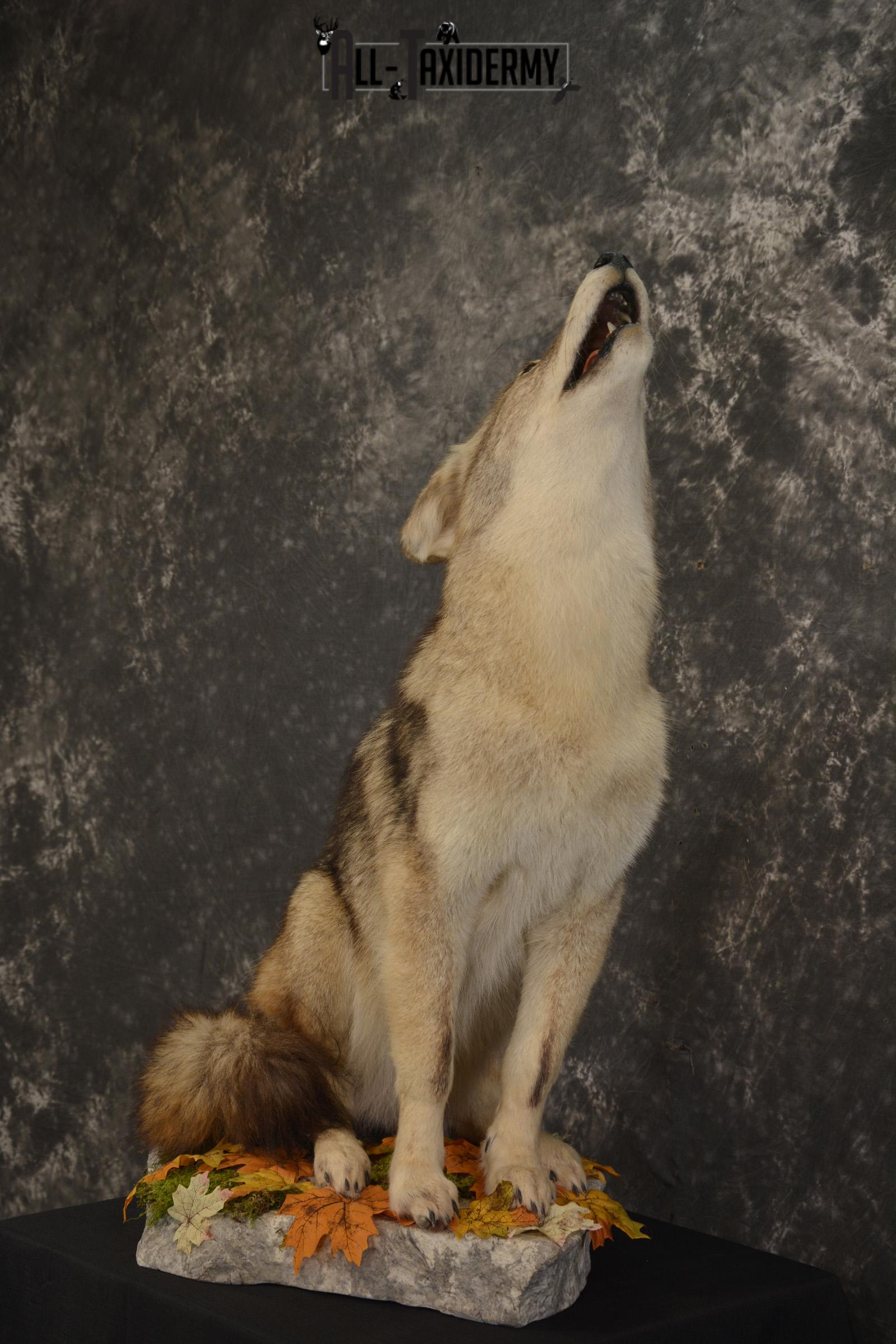 Howling Coyote taxidermy mount for sale SKU 2091 - Image 8