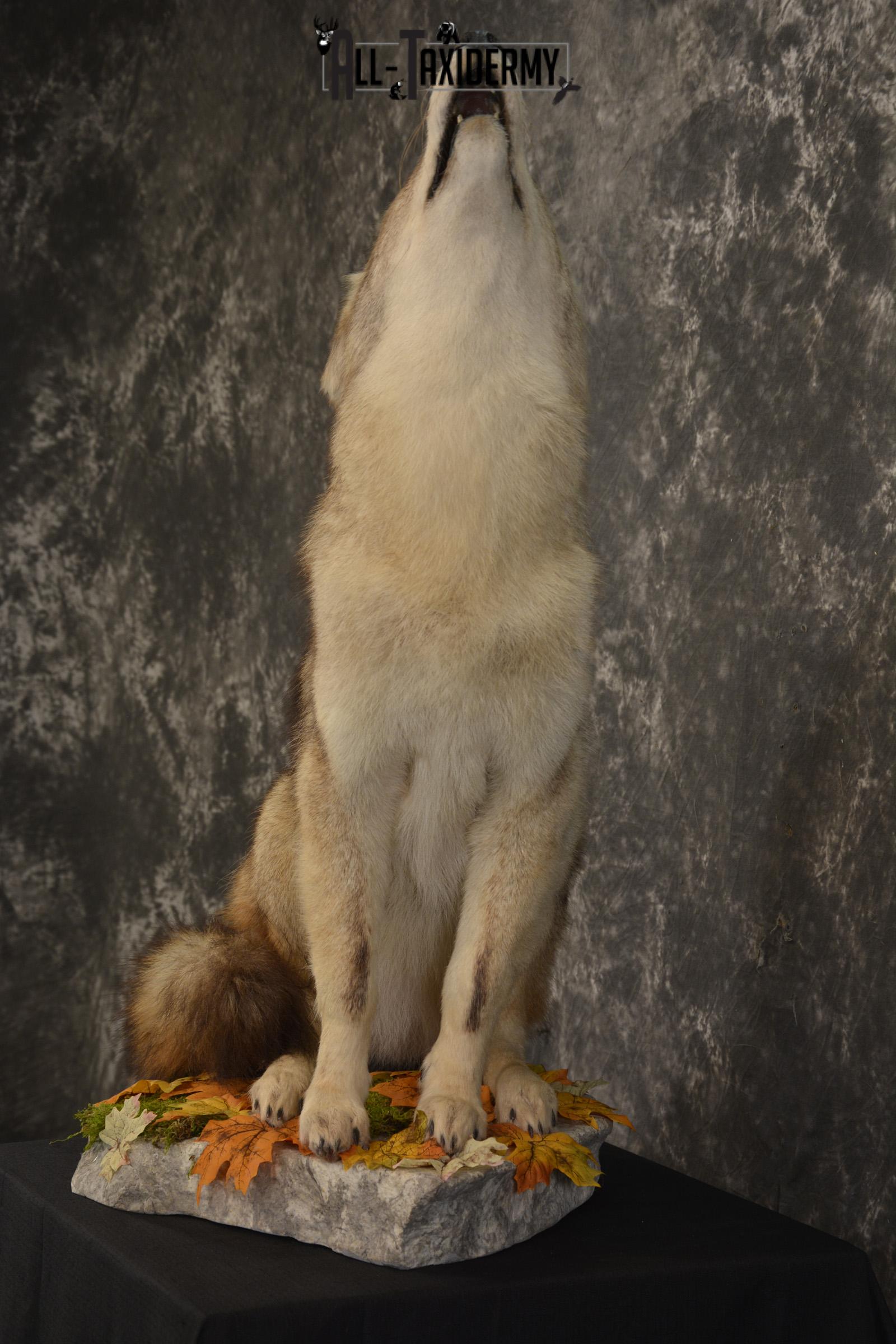 Coyotes Howling • Lone Star State School of Taxidermy
