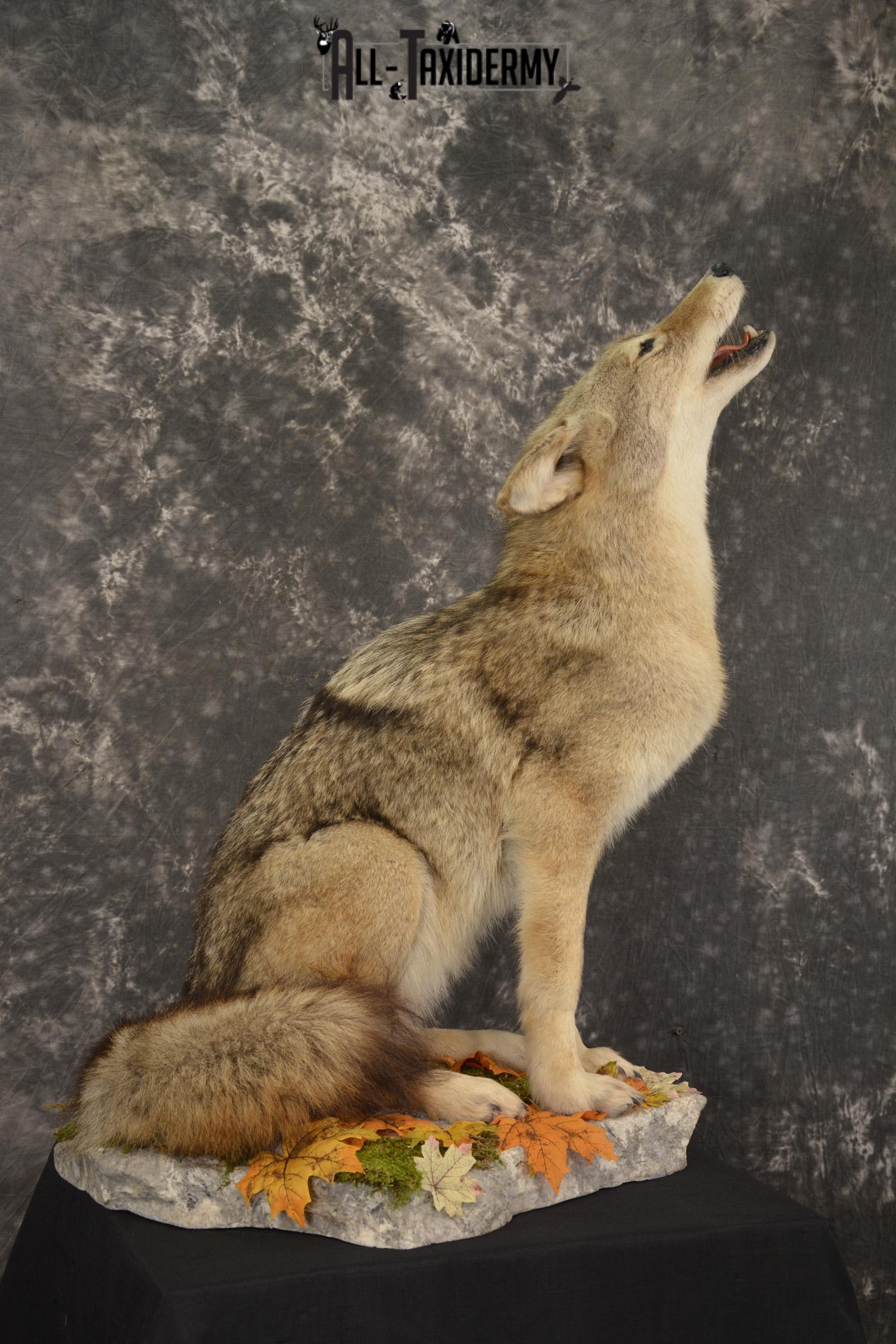 Howling Coyote