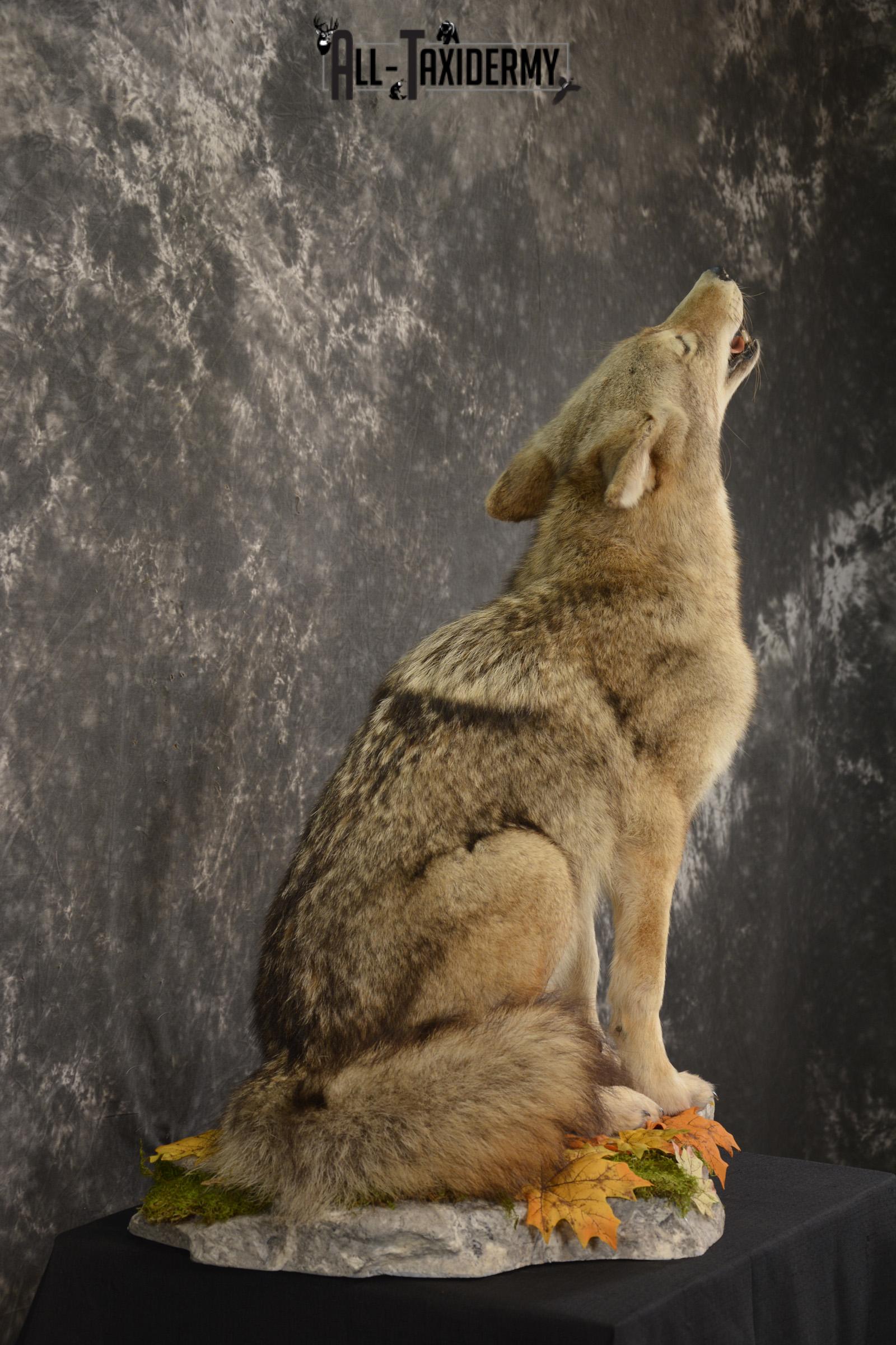 Howling Coyote Trophy Mount