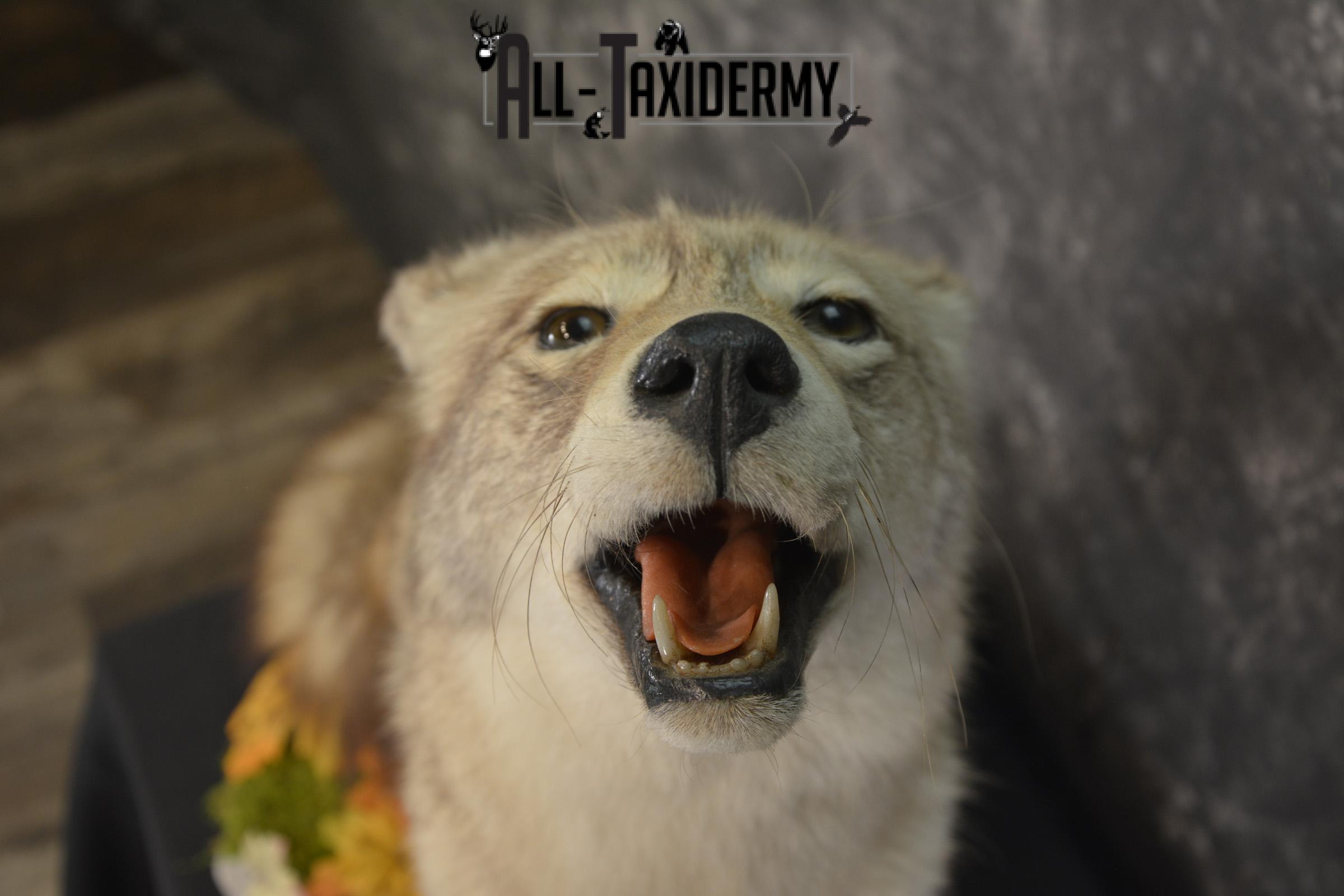 Howling Coyote taxidermy mount for sale SKU 2091 - Image 4