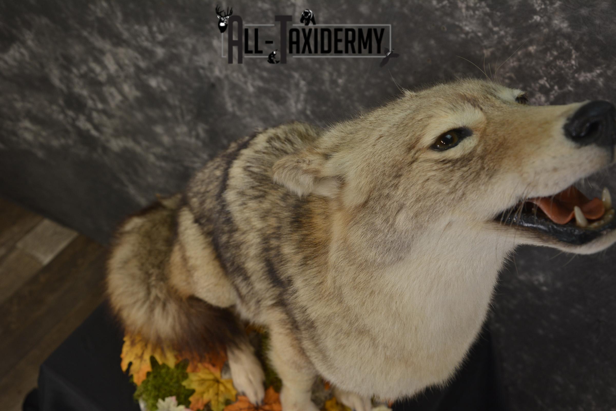 Howling Coyote taxidermy mount for sale SKU 2091 - Image 3