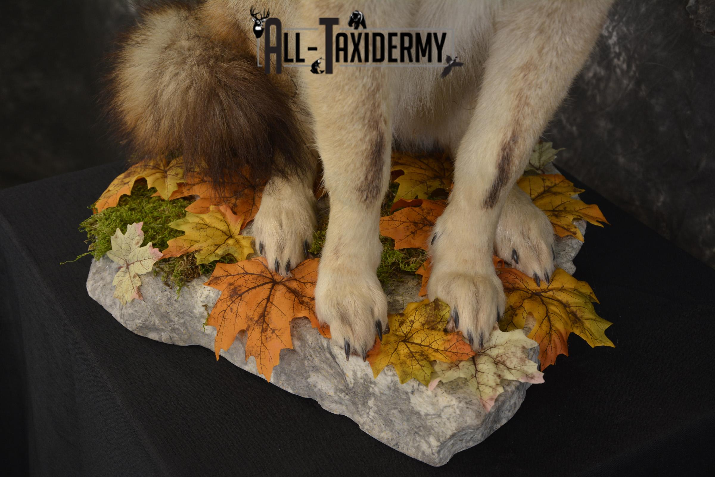 Howling Coyote taxidermy mount for sale SKU 2091 - Image 2